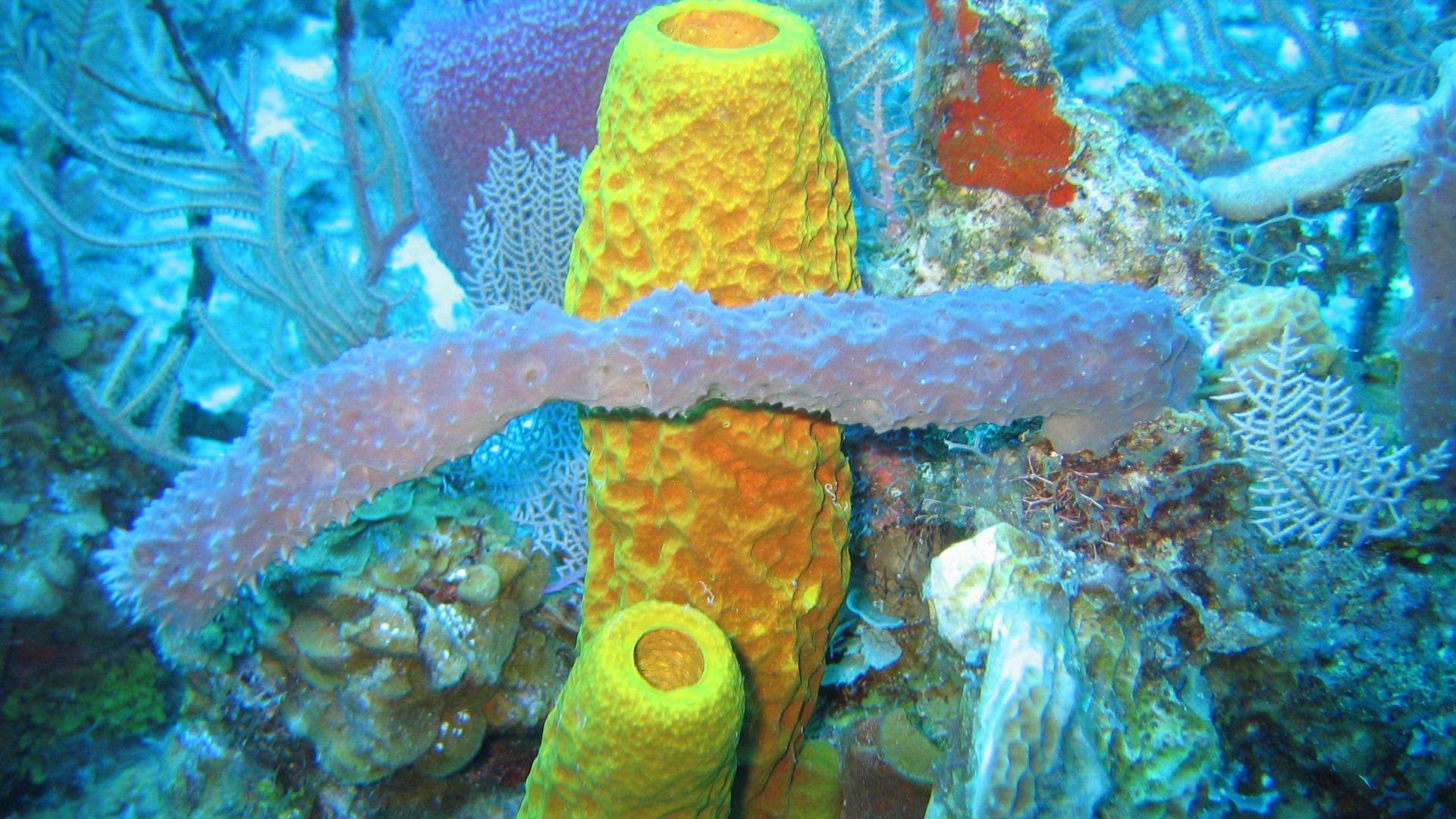 File:Reef3859 - Flickr - NOAA Photo Library.jpg