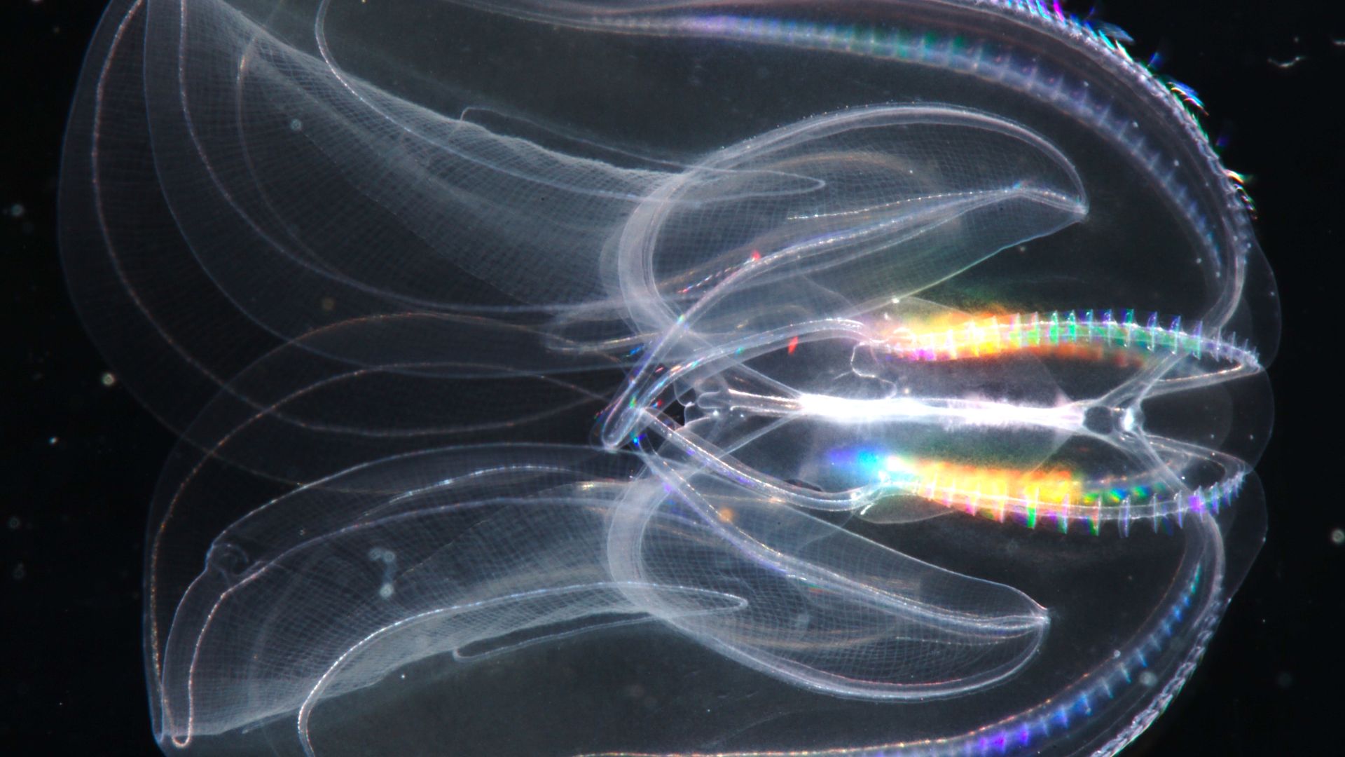 File:Comb jelly 2.jpg