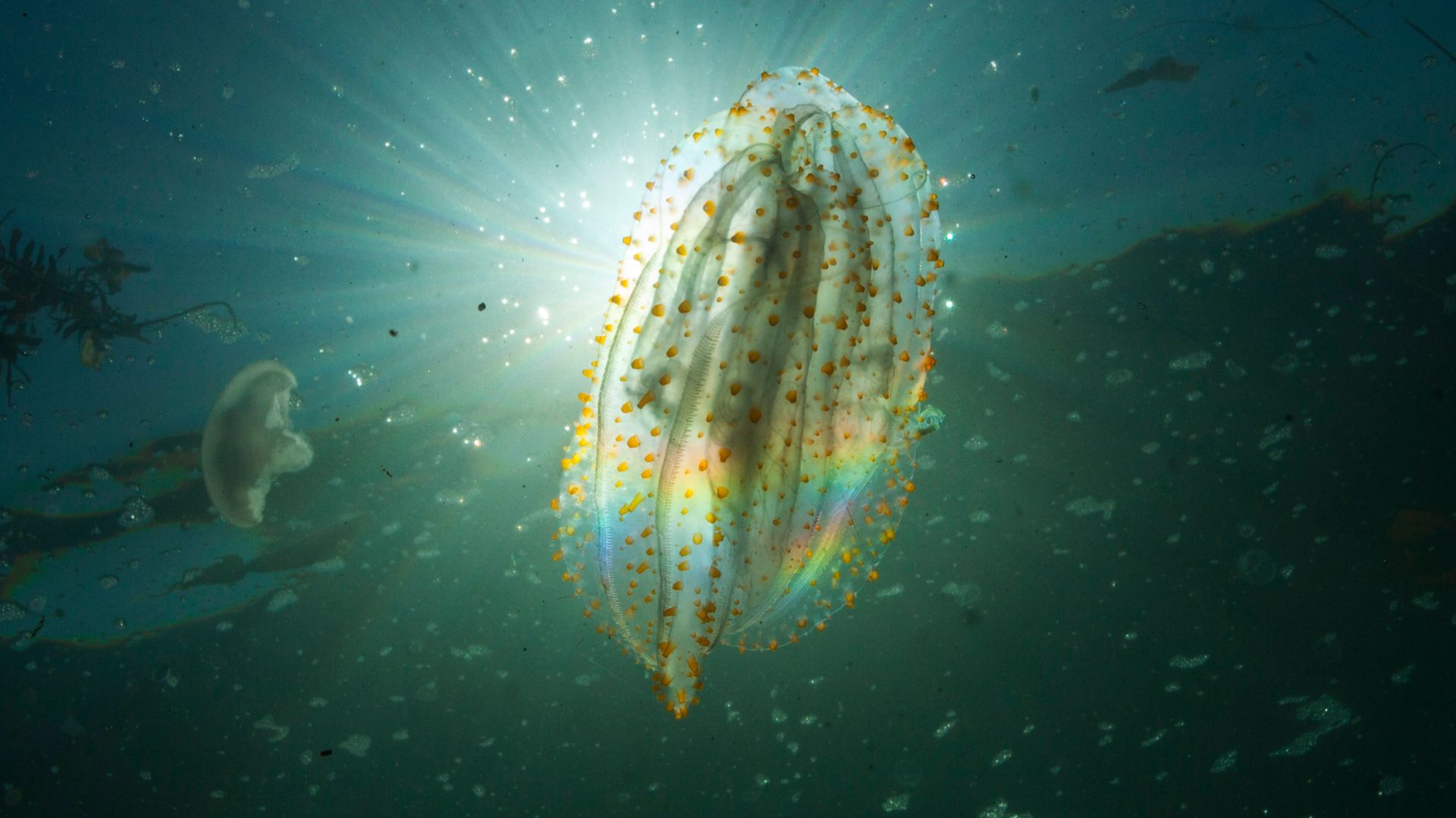 File:Lobate Comb Jelly (40164874905).jpg