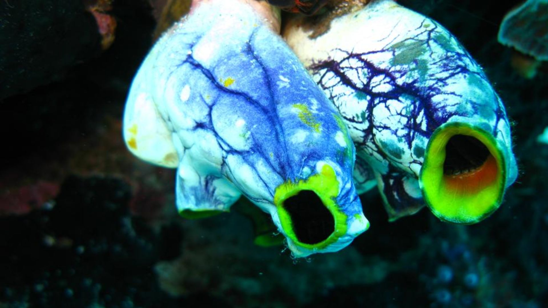 File:Sea Squirts.jpg