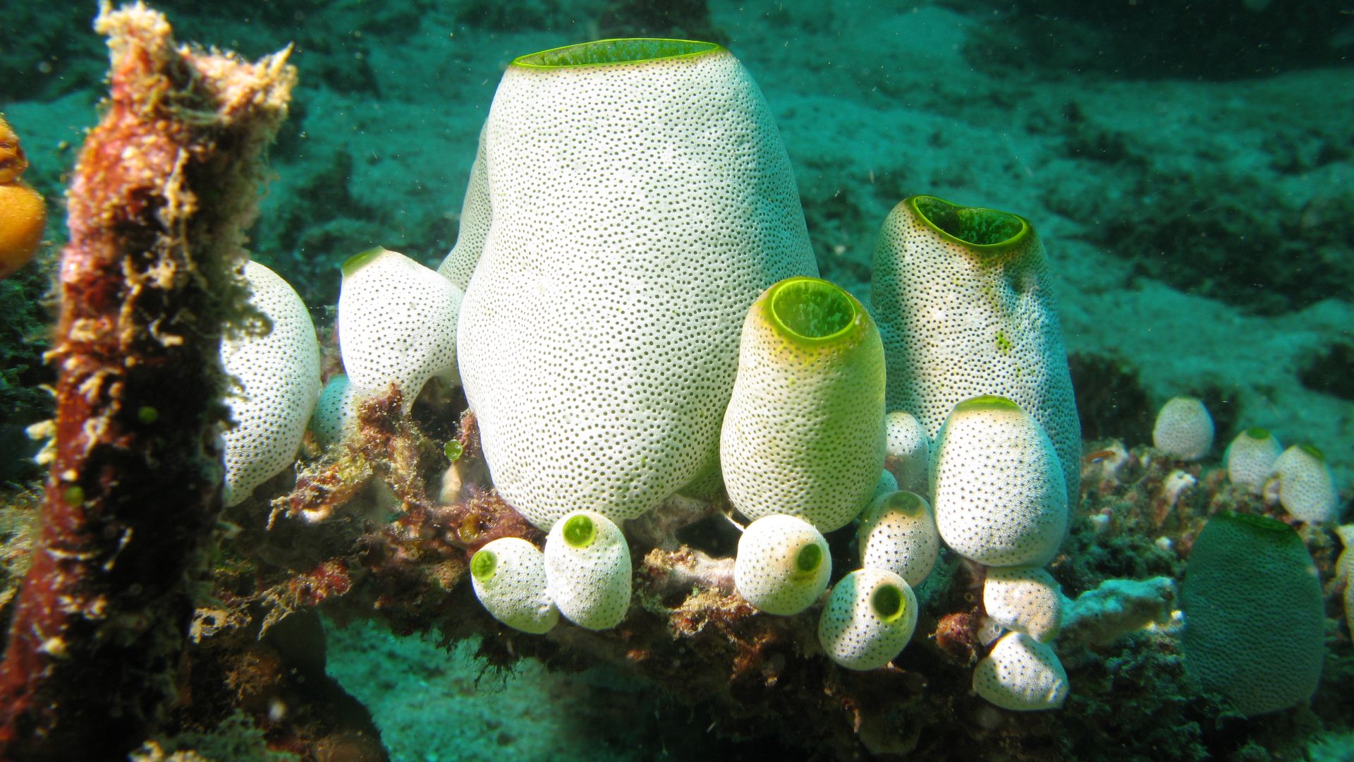 File:Sea Squirts Didemnum molle.jpg