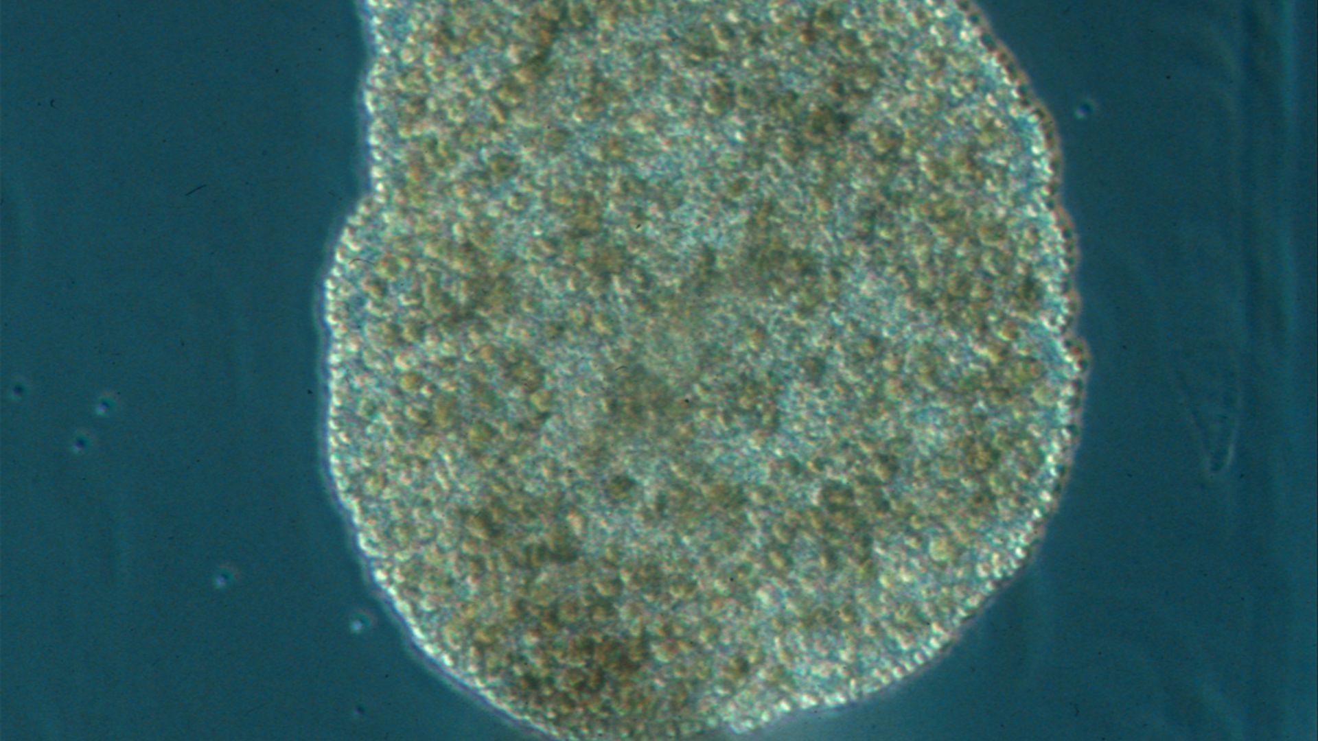 File:Trichoplax adhaerens photograph.png