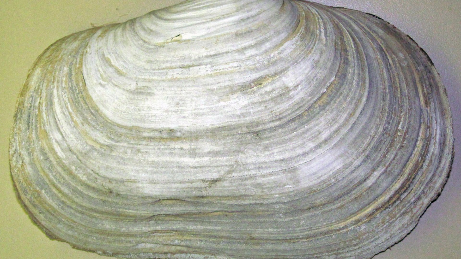 File:Panopea generosa (Pacific geoduck clam) 2.jpg