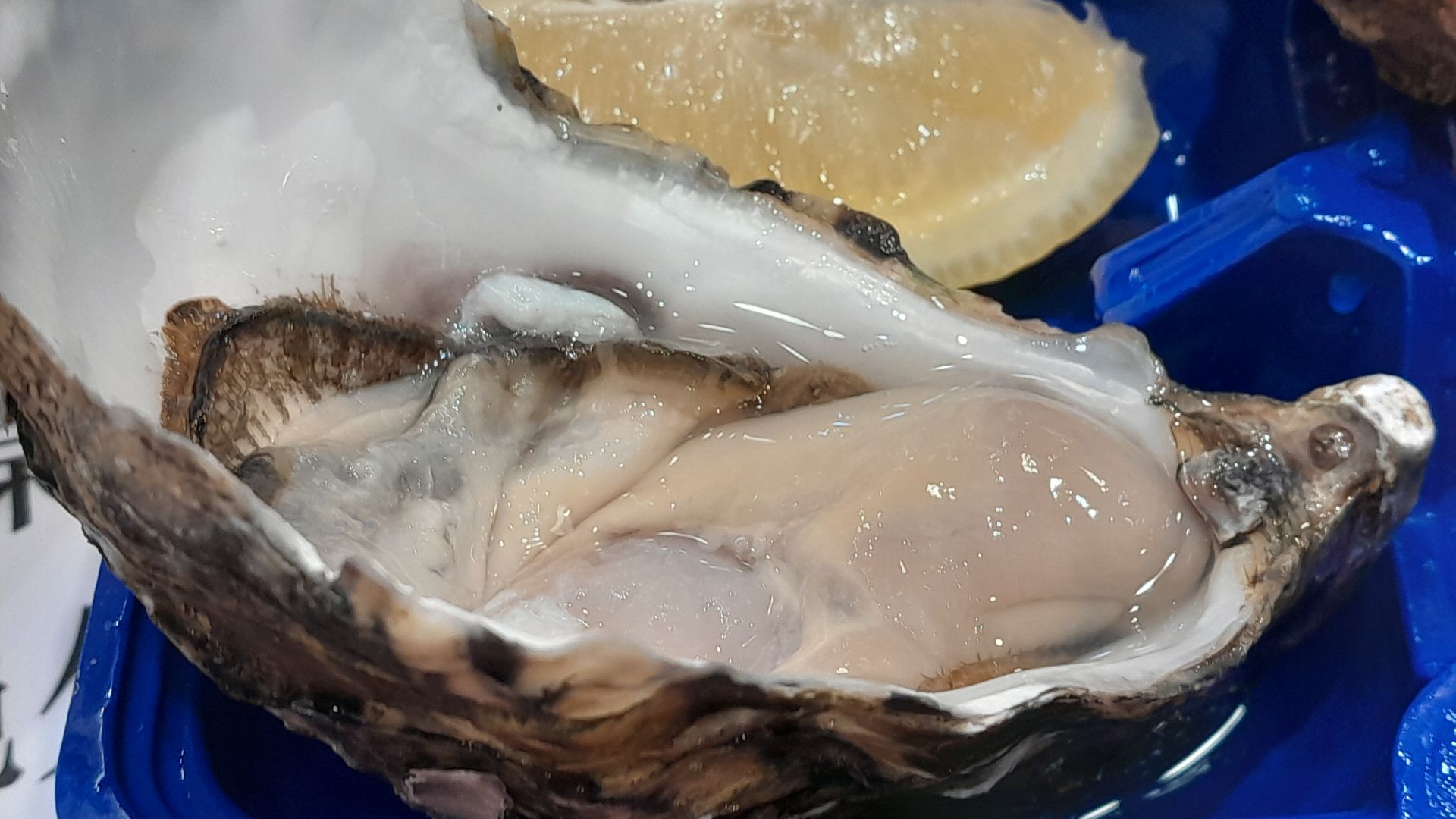 File:Pacific Oyster - 'jumbo' grade oyster (260g to 319g) from Clyde River, NSW (Nov 2024).jpg