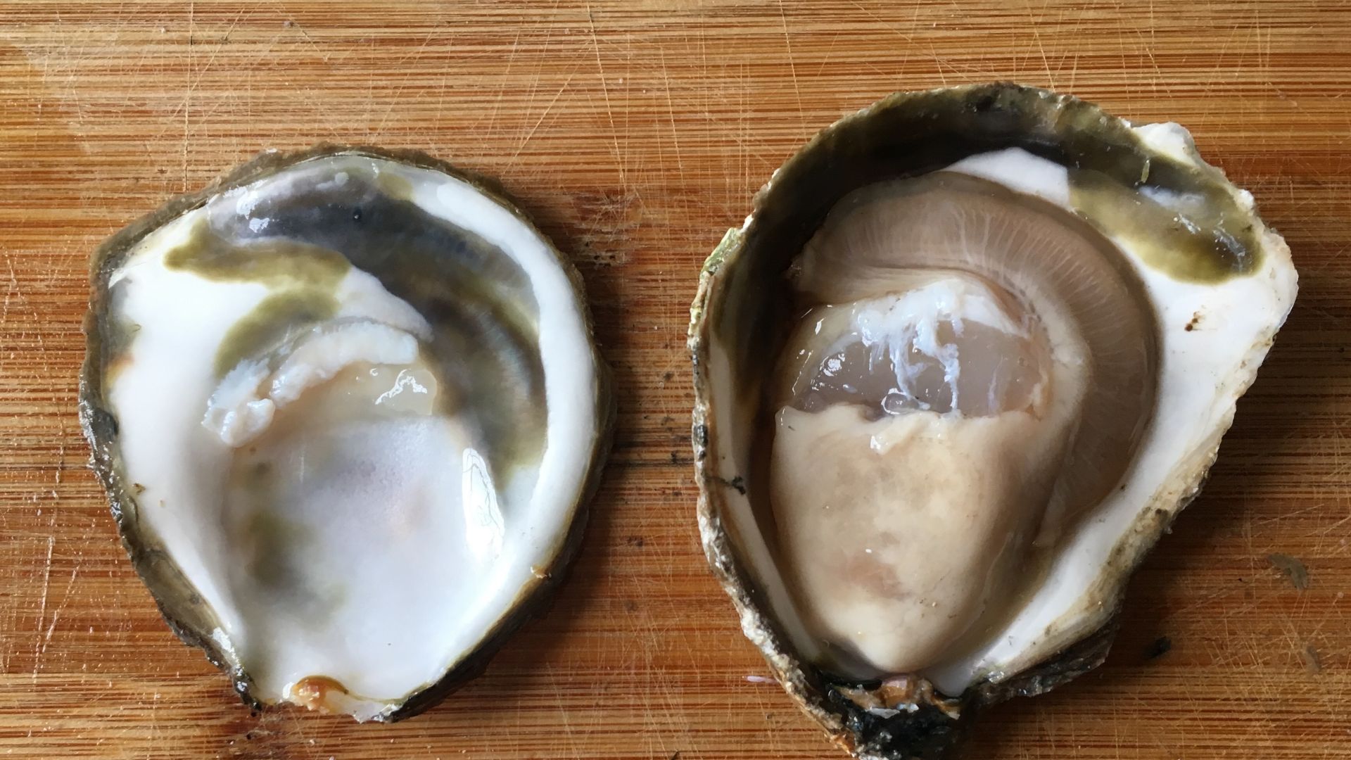 File:European Flat Oyster.jpg