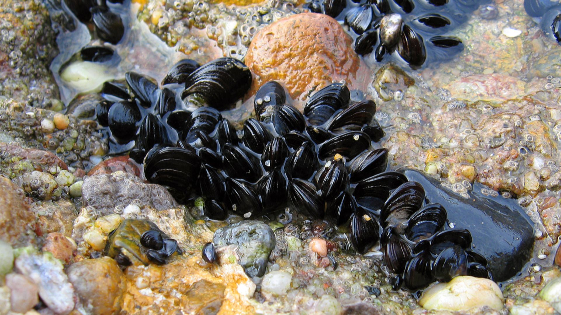 File:Blue mussel Mytilus edulis.jpg