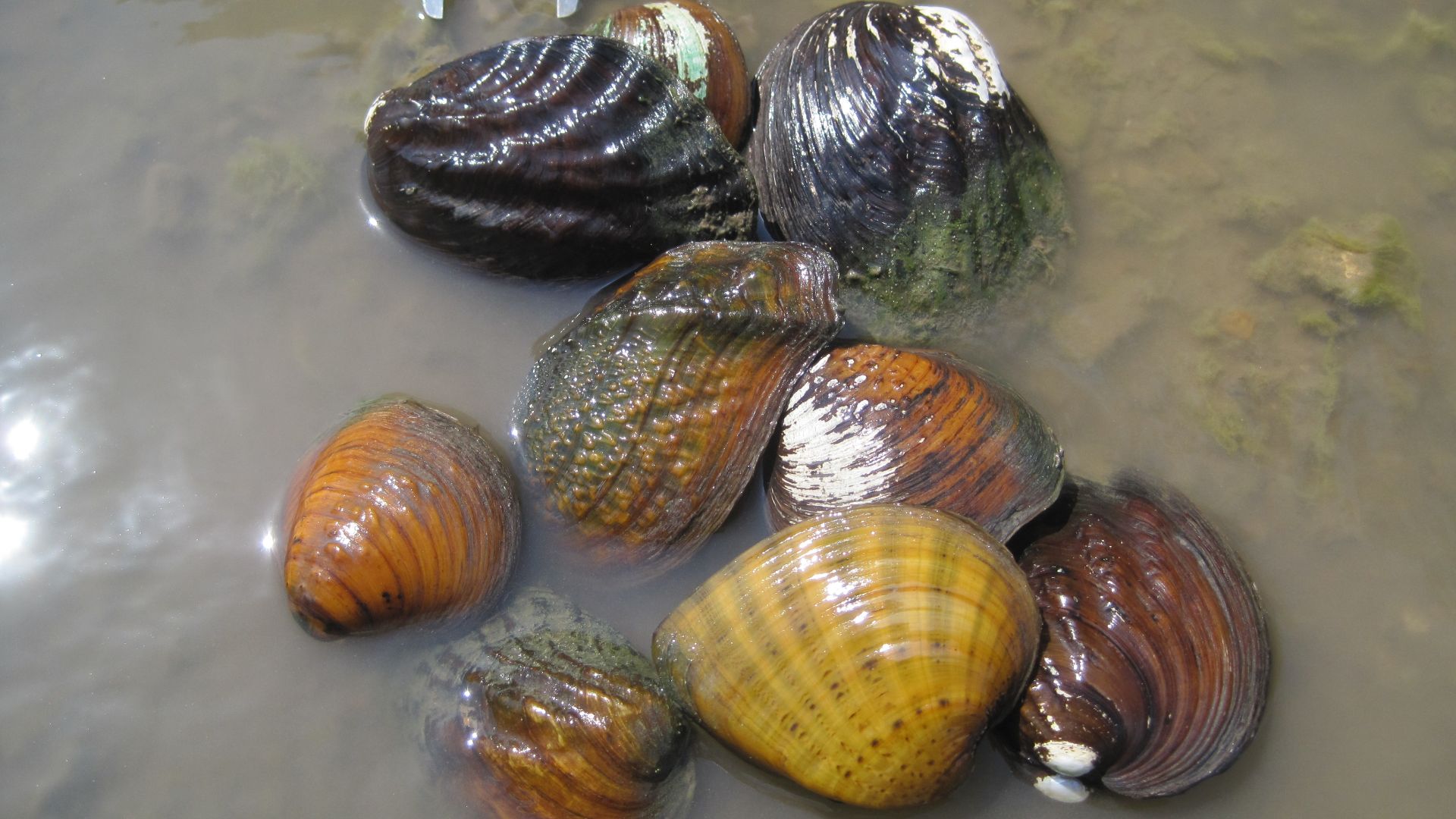 File:Freshwater mussels.jpg