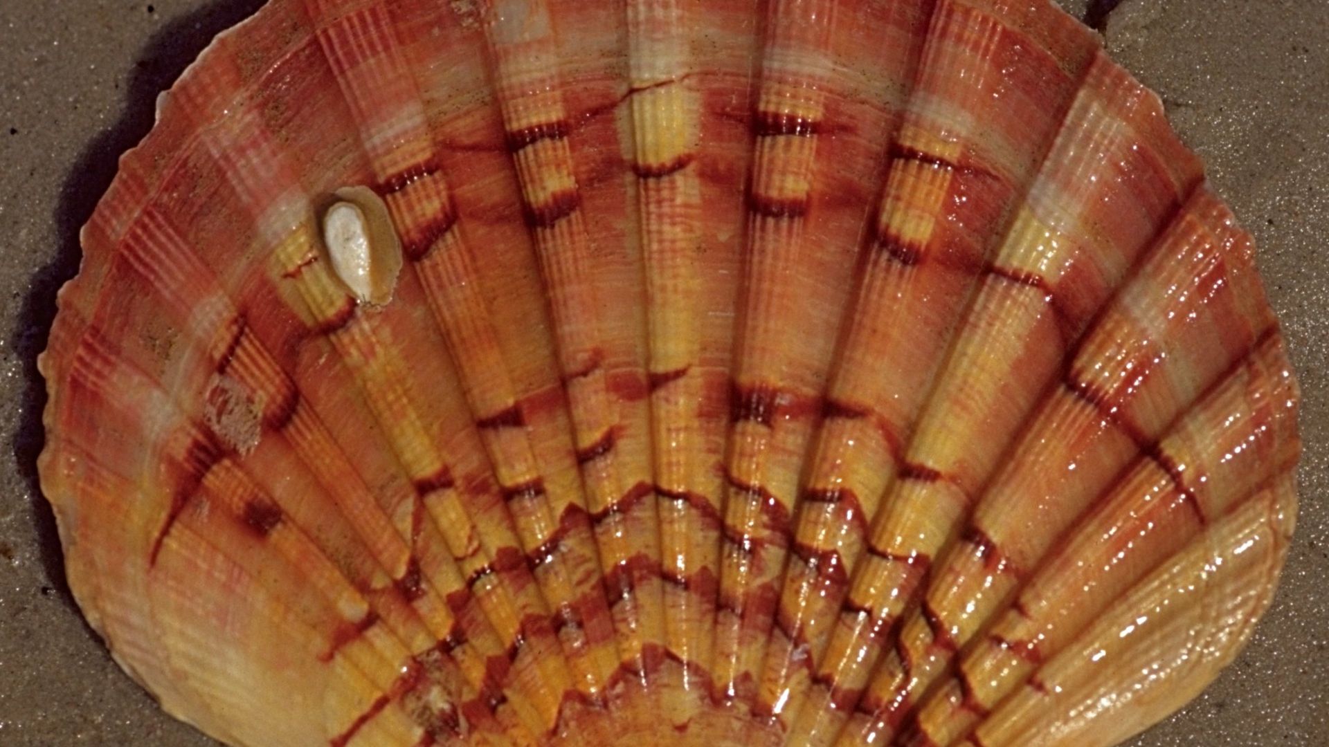 File:Pecten jacobaeus.jpg
