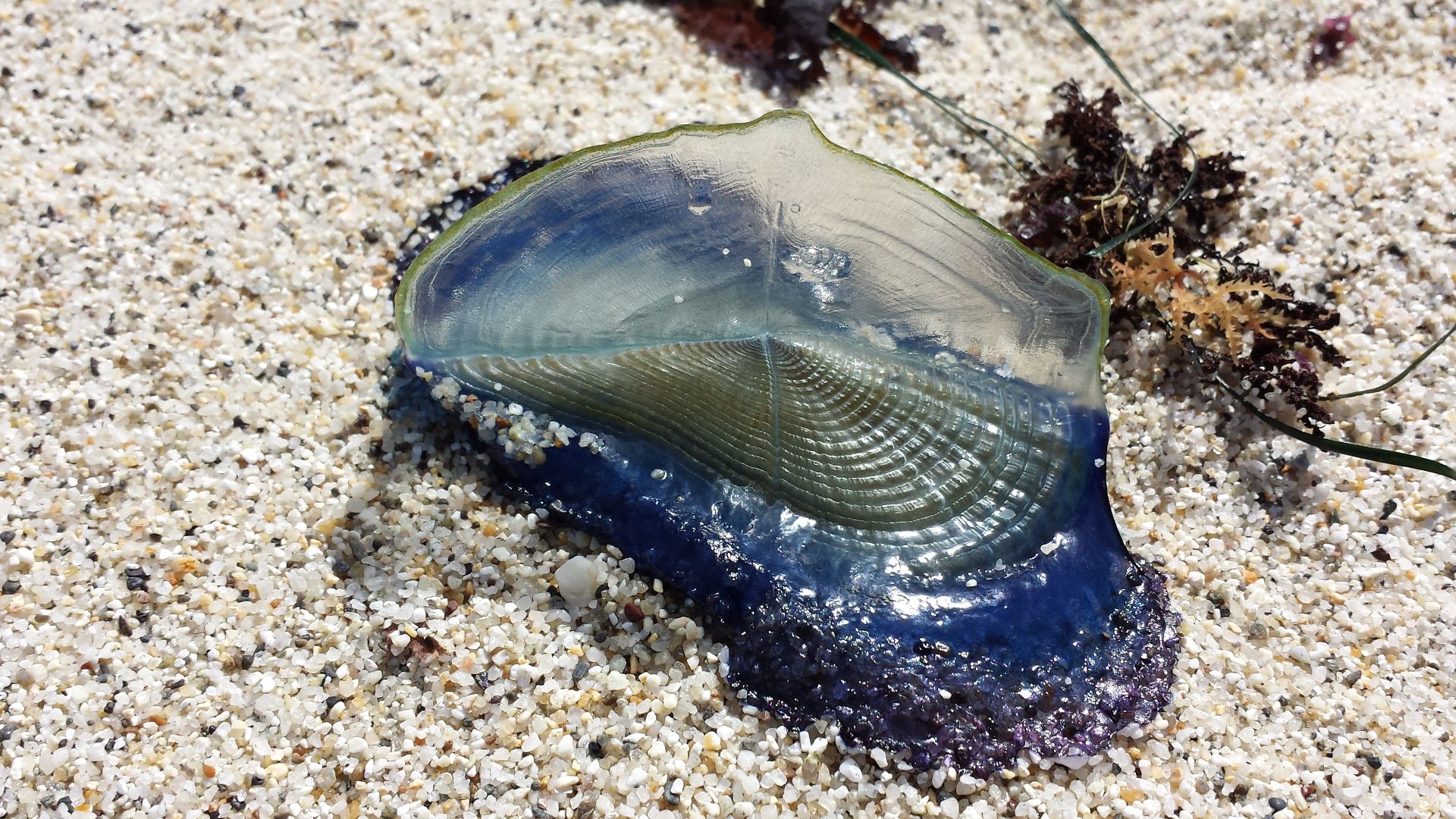 File:Beached by-the-wind sailor (Velella velella) 2.jpg