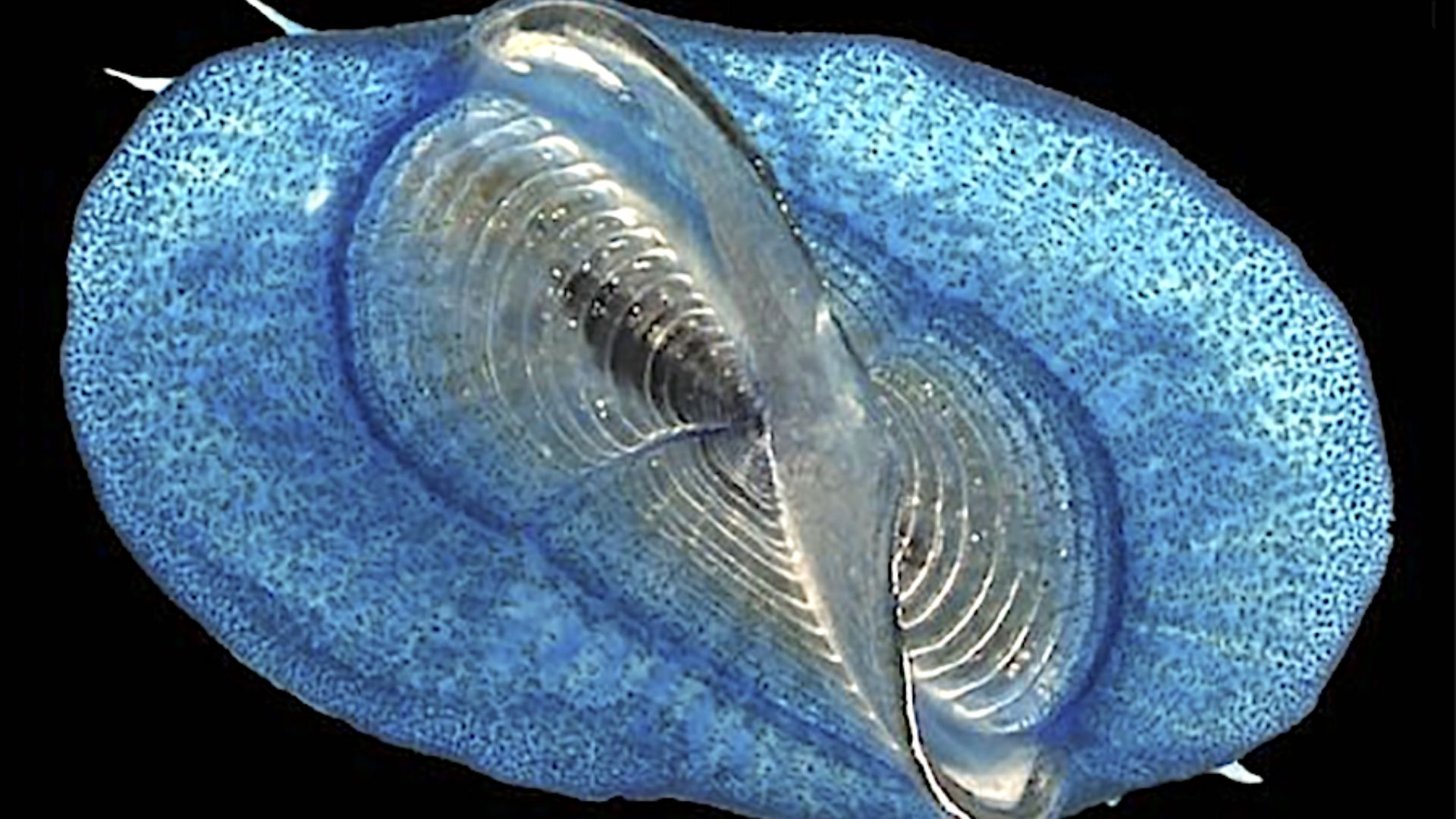 File:By-the-wind sailor Velella sp.png