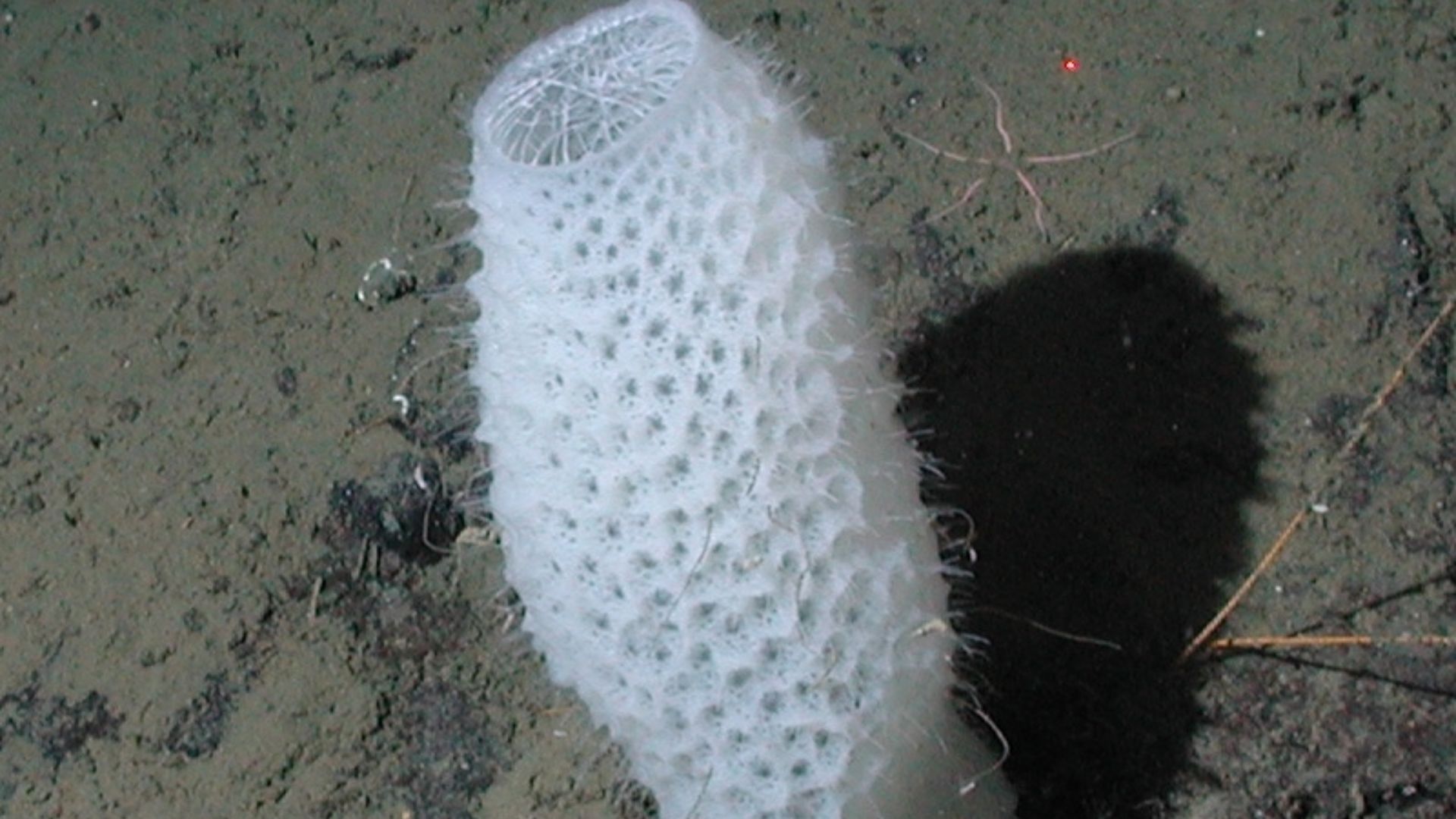 File:Euplectella aspergillum (cropped).jpg