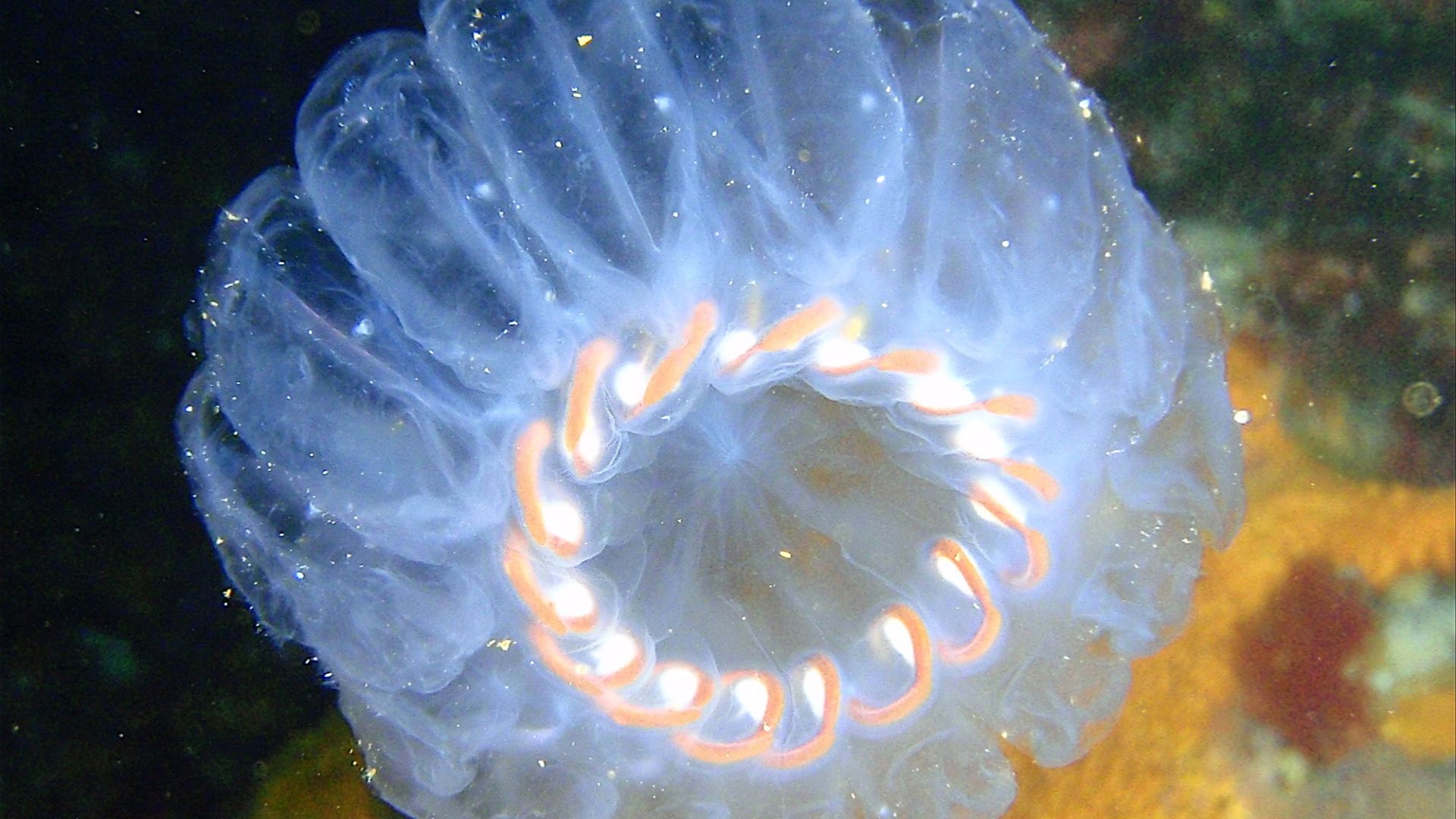 File:Salp colony, Aorangaia PA171899.JPG