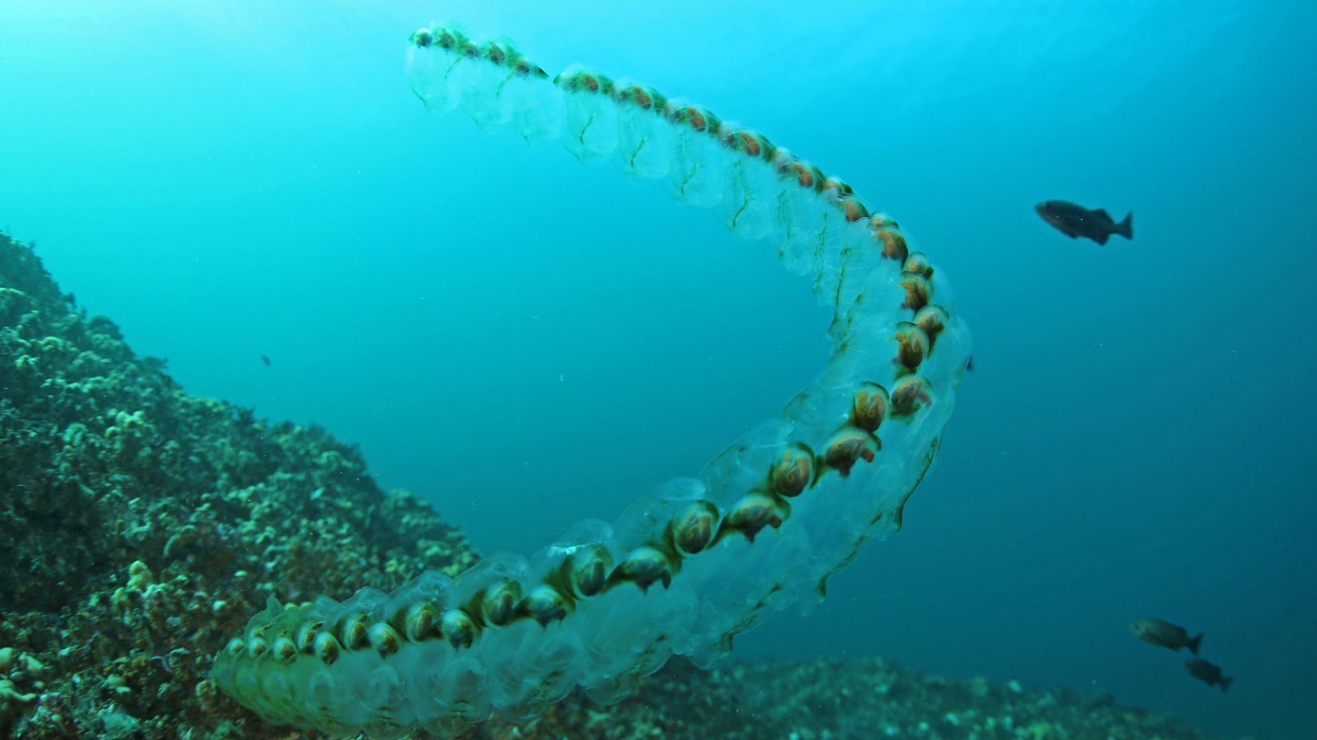 File:23 salpchain frierson odfw (8253212250).jpg