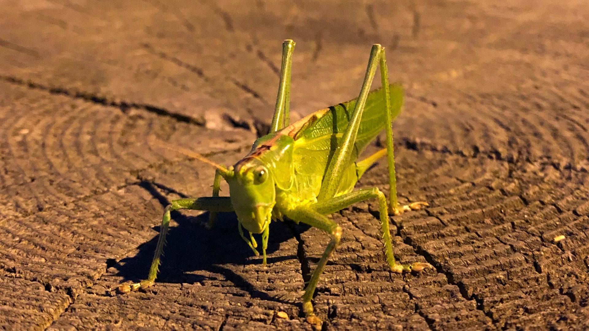a close up of a grasshopper on the ground