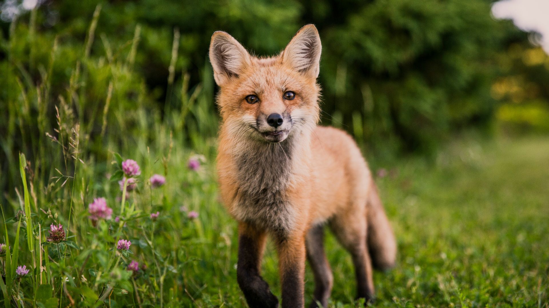 brown animal on green grass