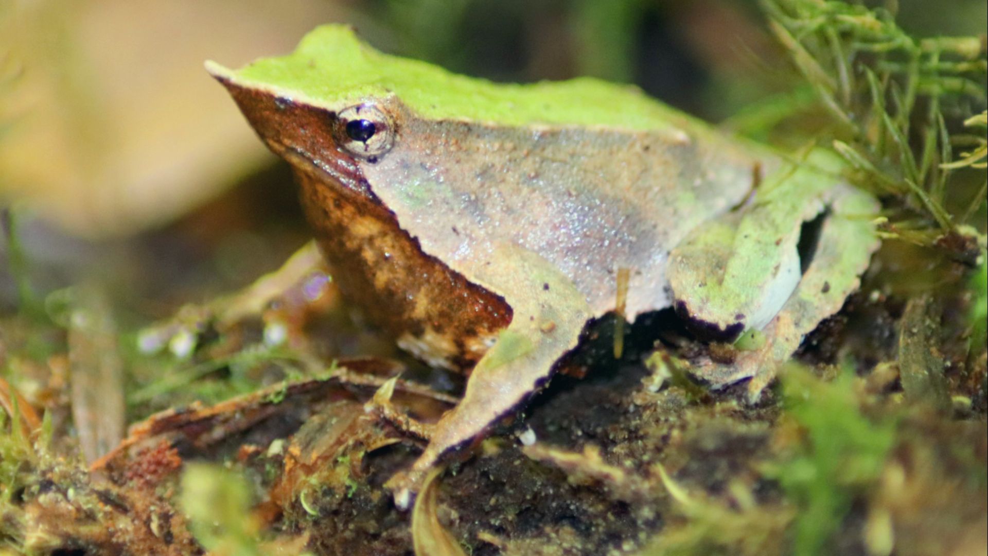 File:Ranita de Darwin (Rhinoderma darwinii).png