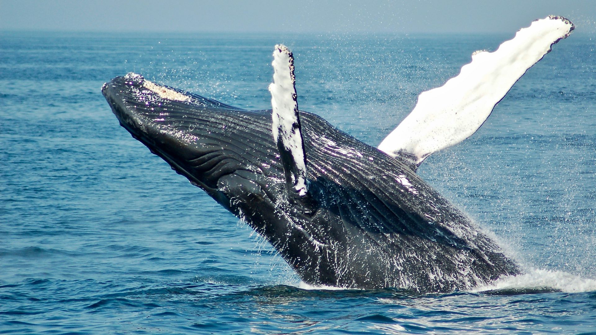 blue whale on sea