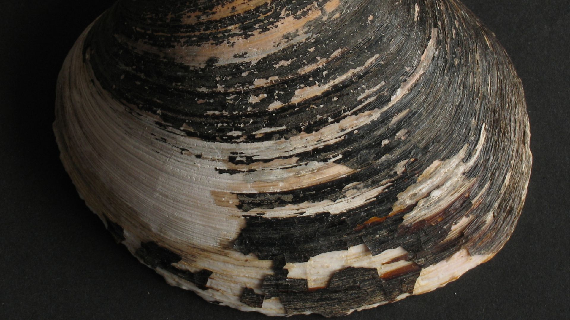 File:Arctica islandica Islandmuschel.jpg