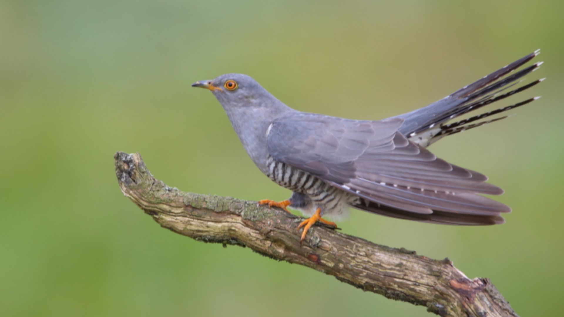 File:Common Cuckoo by Mike McKenzie.jpg