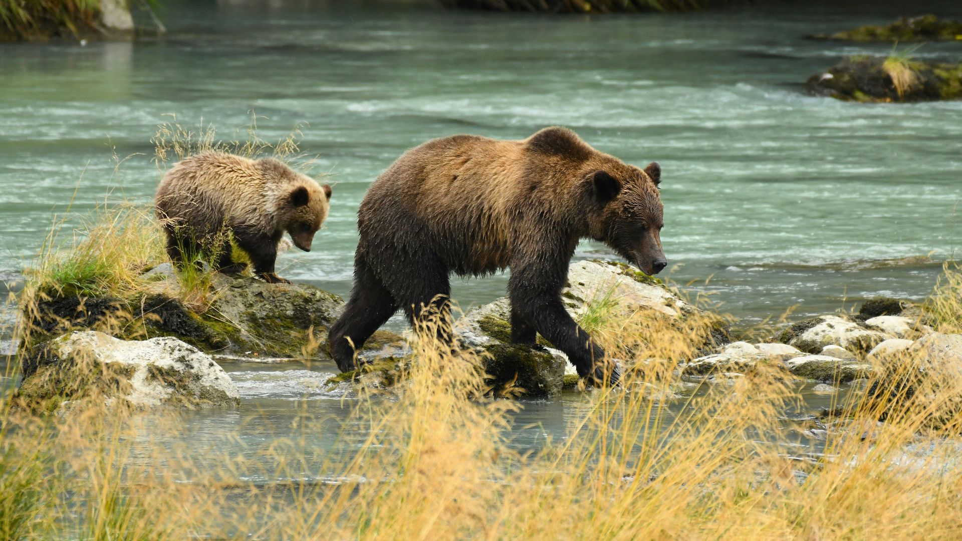 a couple of bears walking across a river