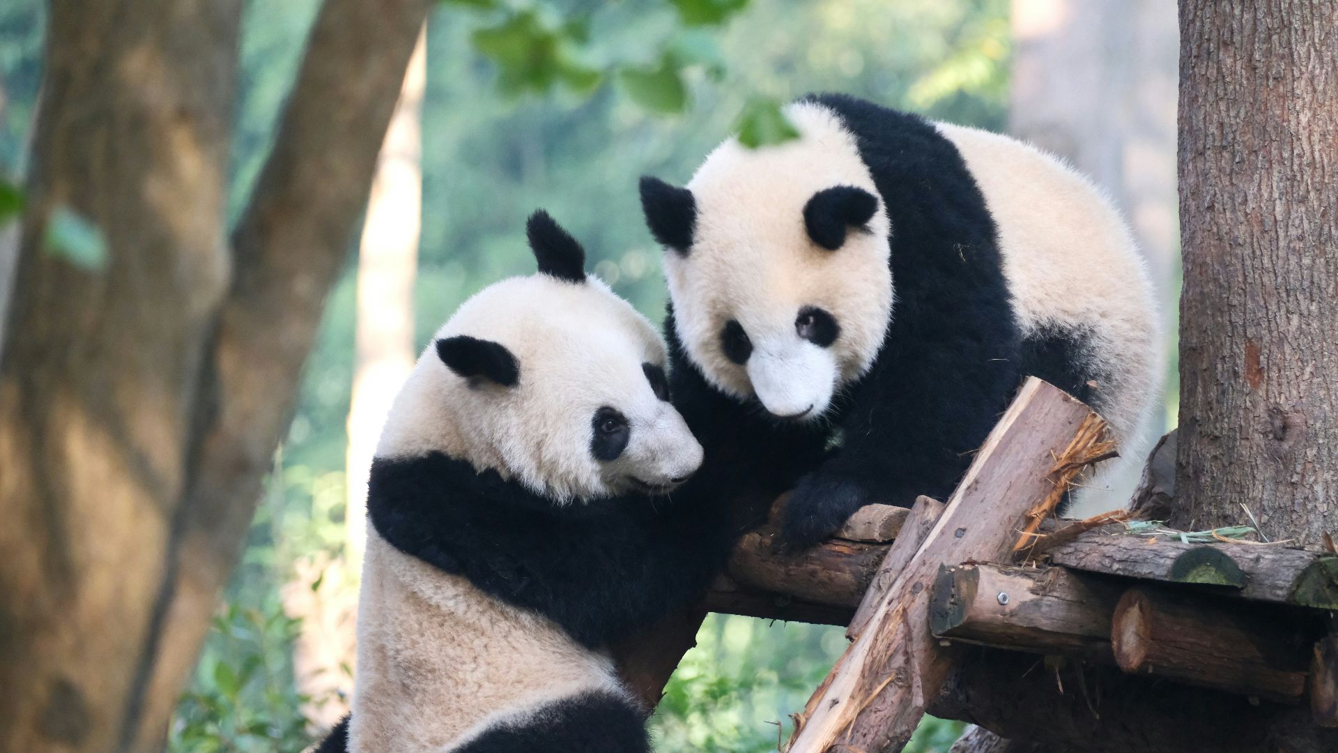 A couple of pandas that are sitting in a tree