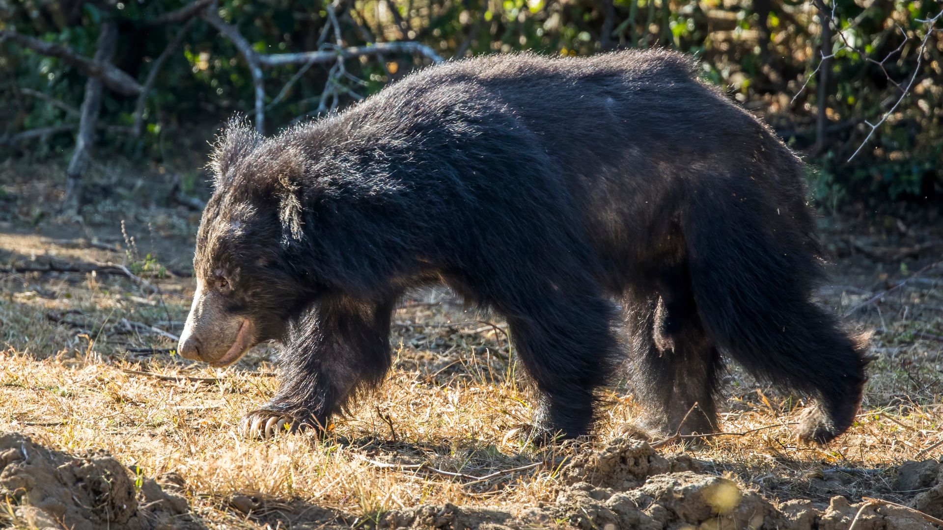 File:Sri Lankan sloth bear (Melursus ursinus inornatus) male 3.jpg