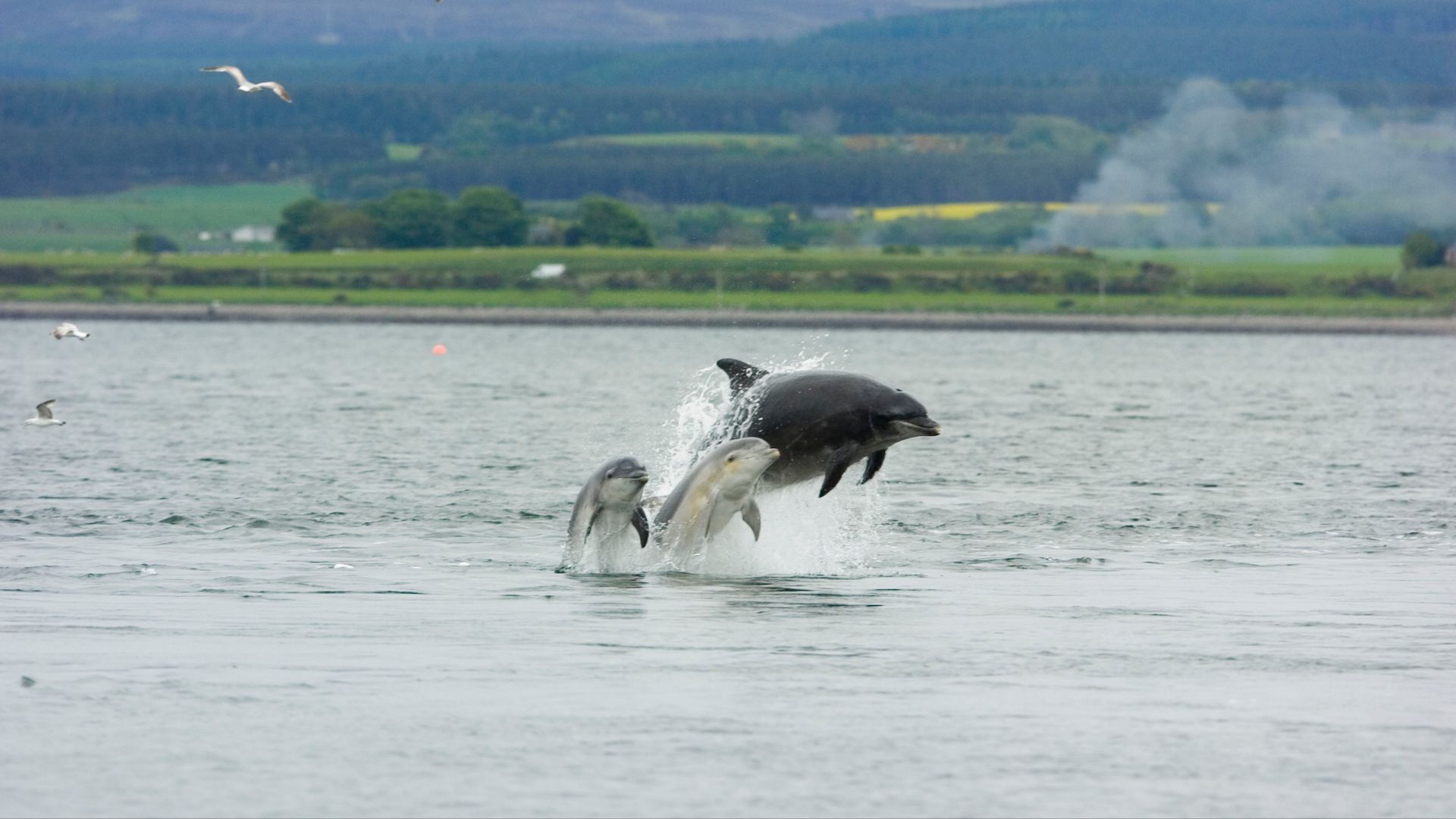 File:Chanonry Point2005-05.jpg