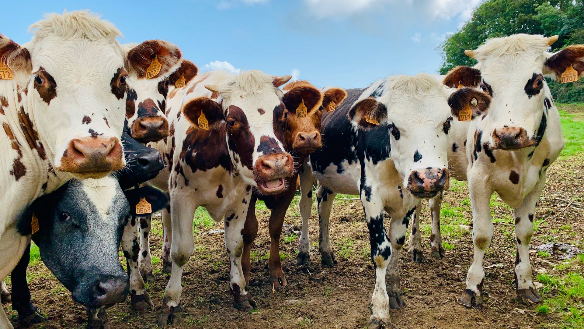 a herd of cows standing next to each other on a field