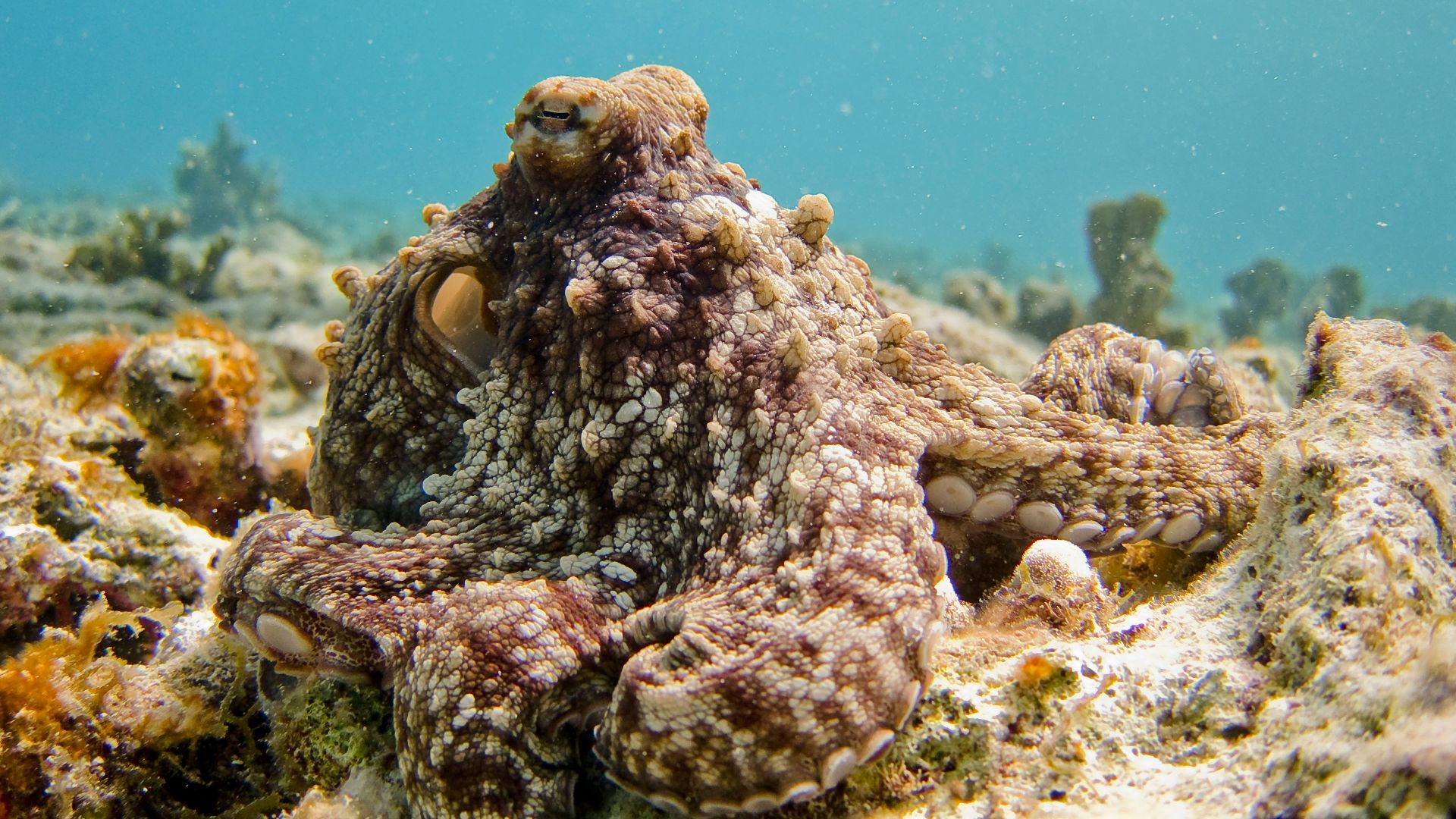 selective focus photography of octopus