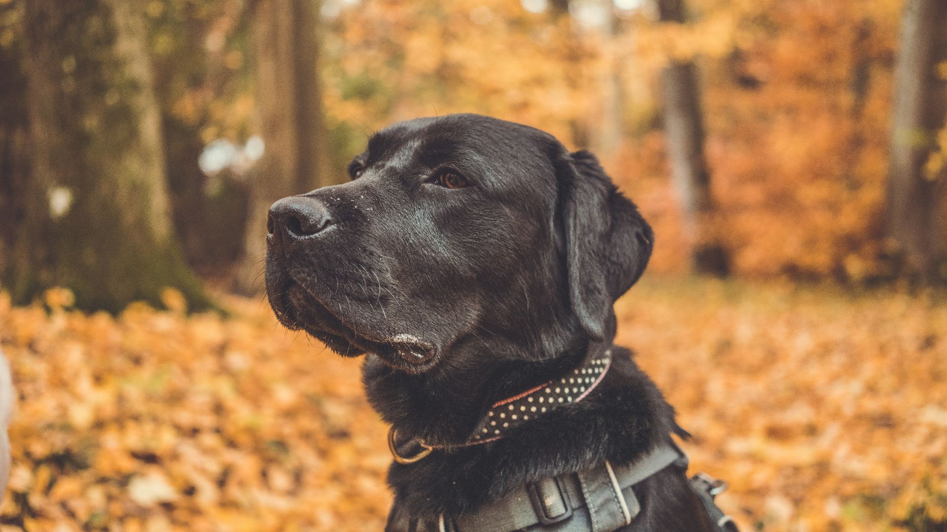 black Labrador retriever with collar
