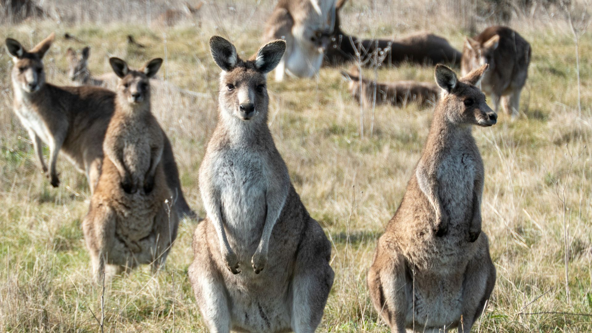 a group of kangaroos standing in a field