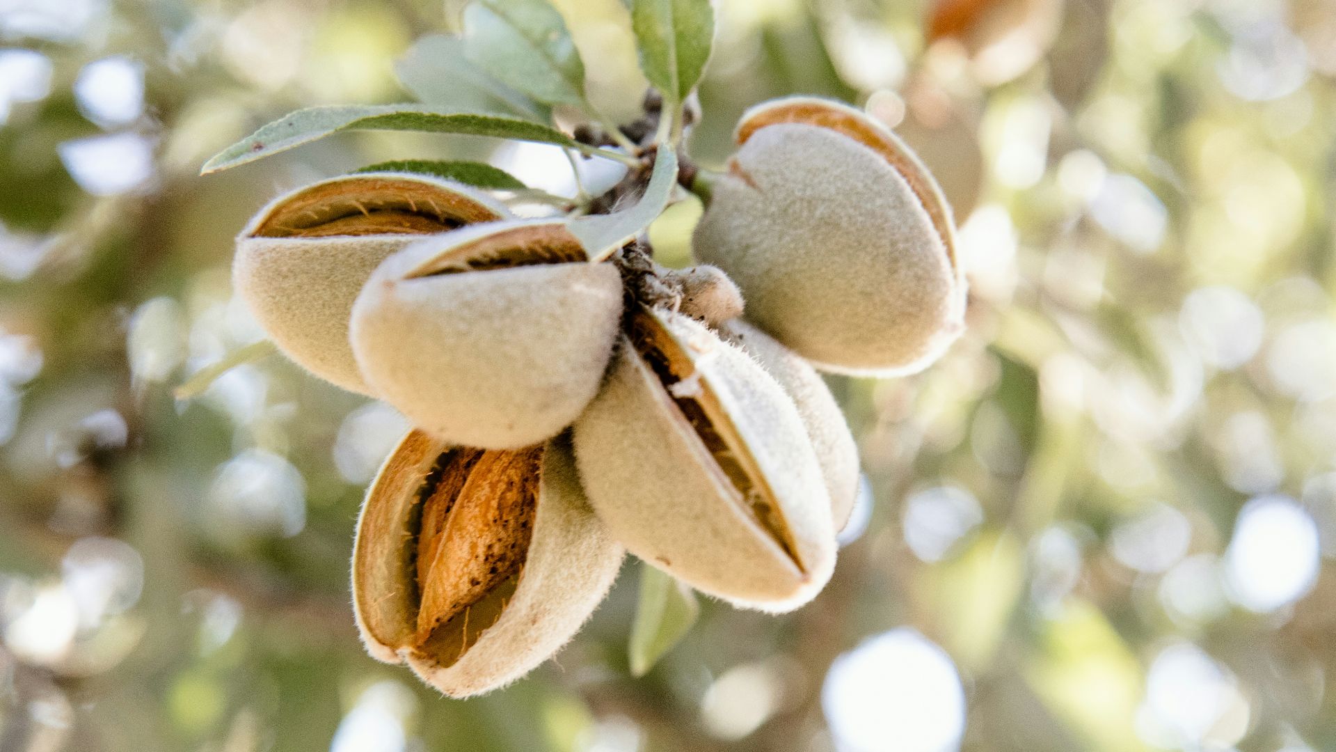 white and brown flower buds in tilt shift lens