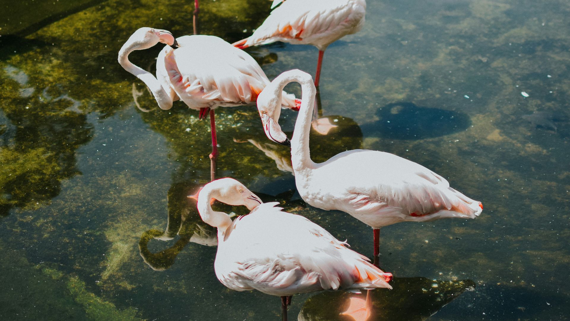 A group of flamingos standing in the water