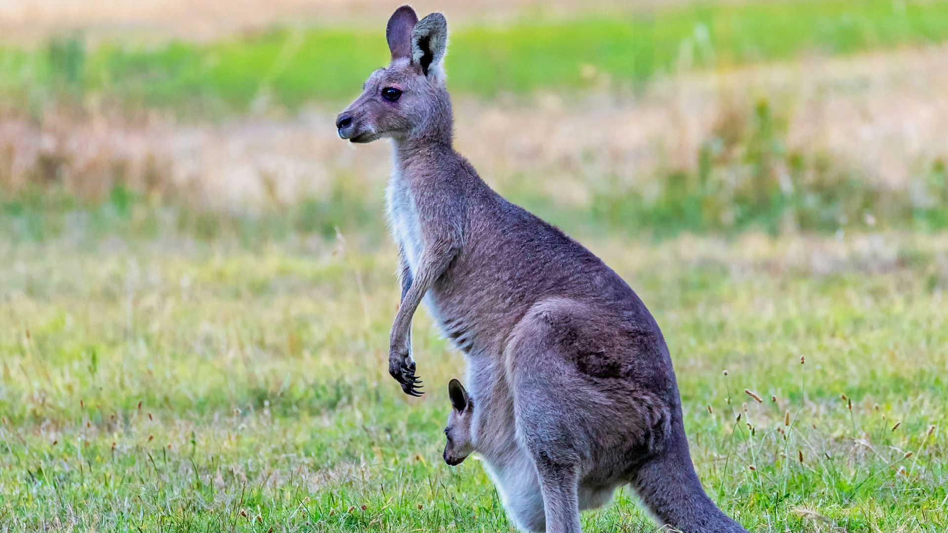 brown kangaroo with kid on pouch at green grass field