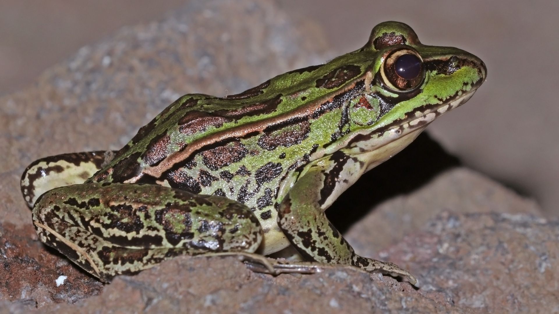File:Montane leopard frog (Lithobates taylori) 2.jpg
