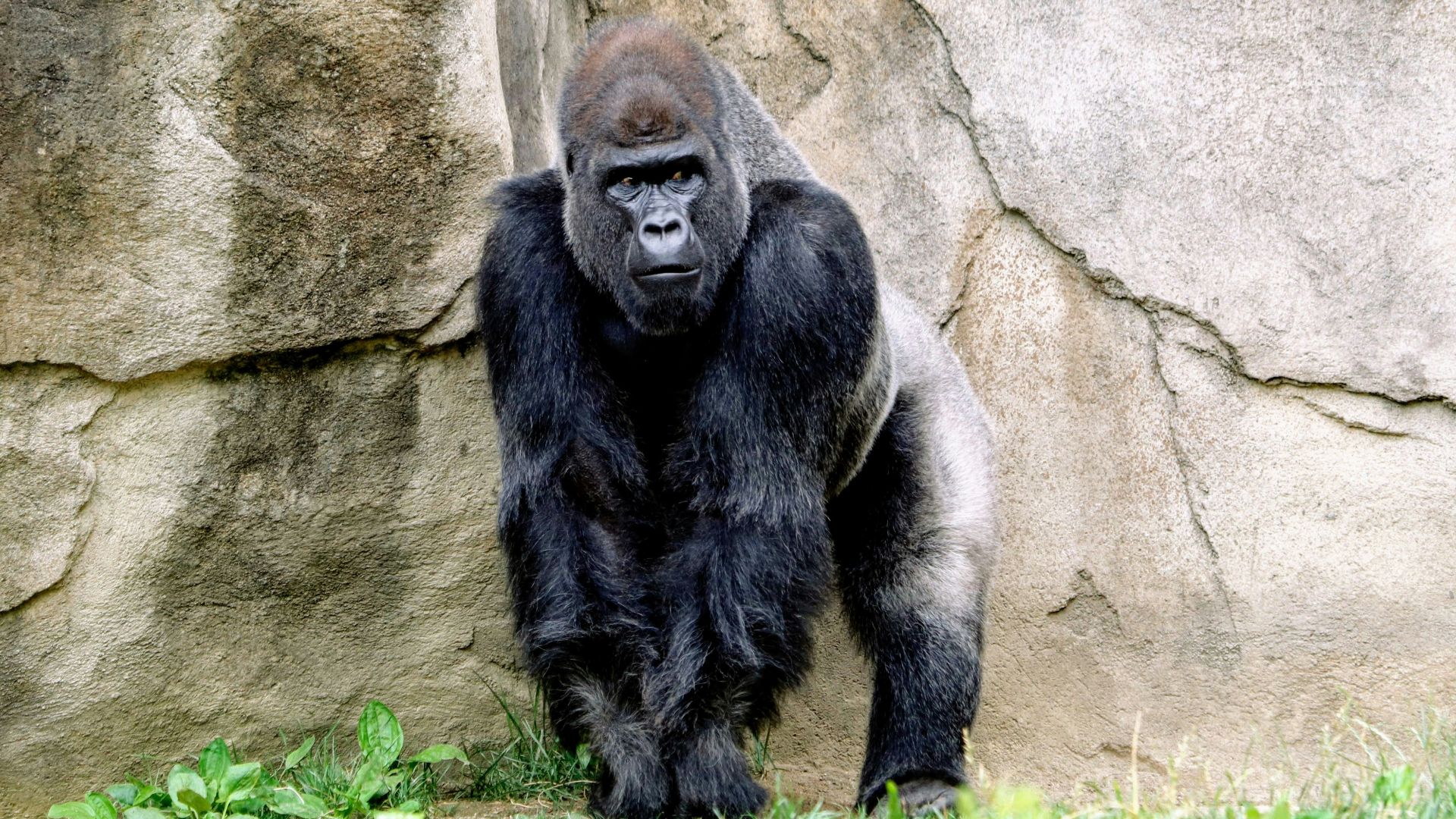 black gorilla standing behind rock