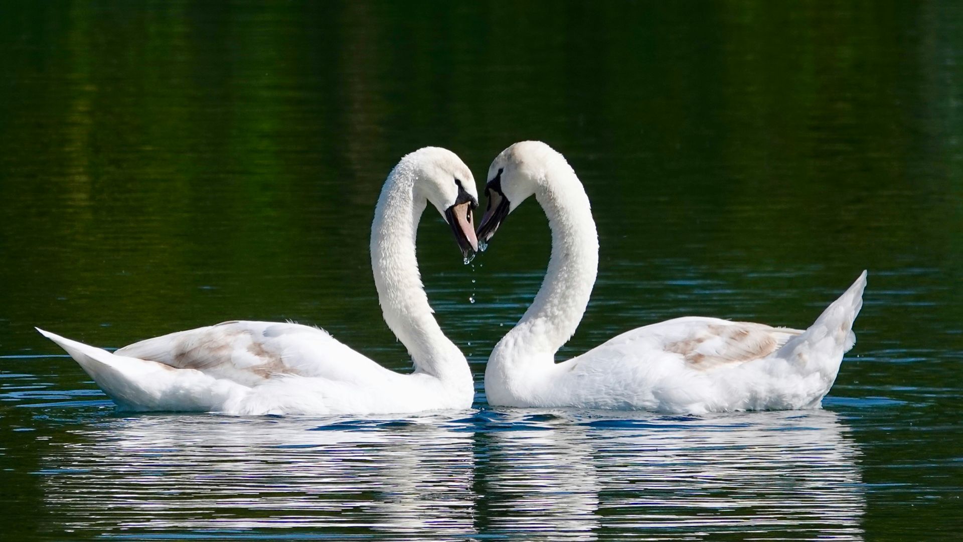 white swan on water during daytime