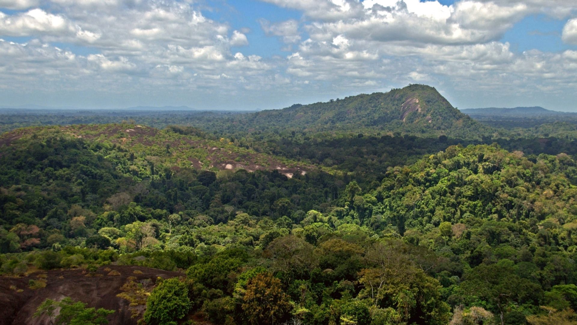 File:Amazon jungle from above.jpg