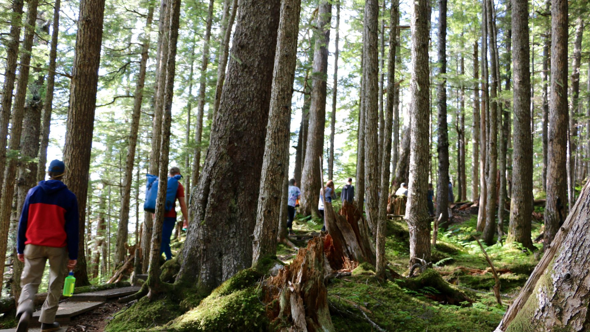 File:Day 3- A Walk Through the Temperate Rain Forest (36573774842).jpg