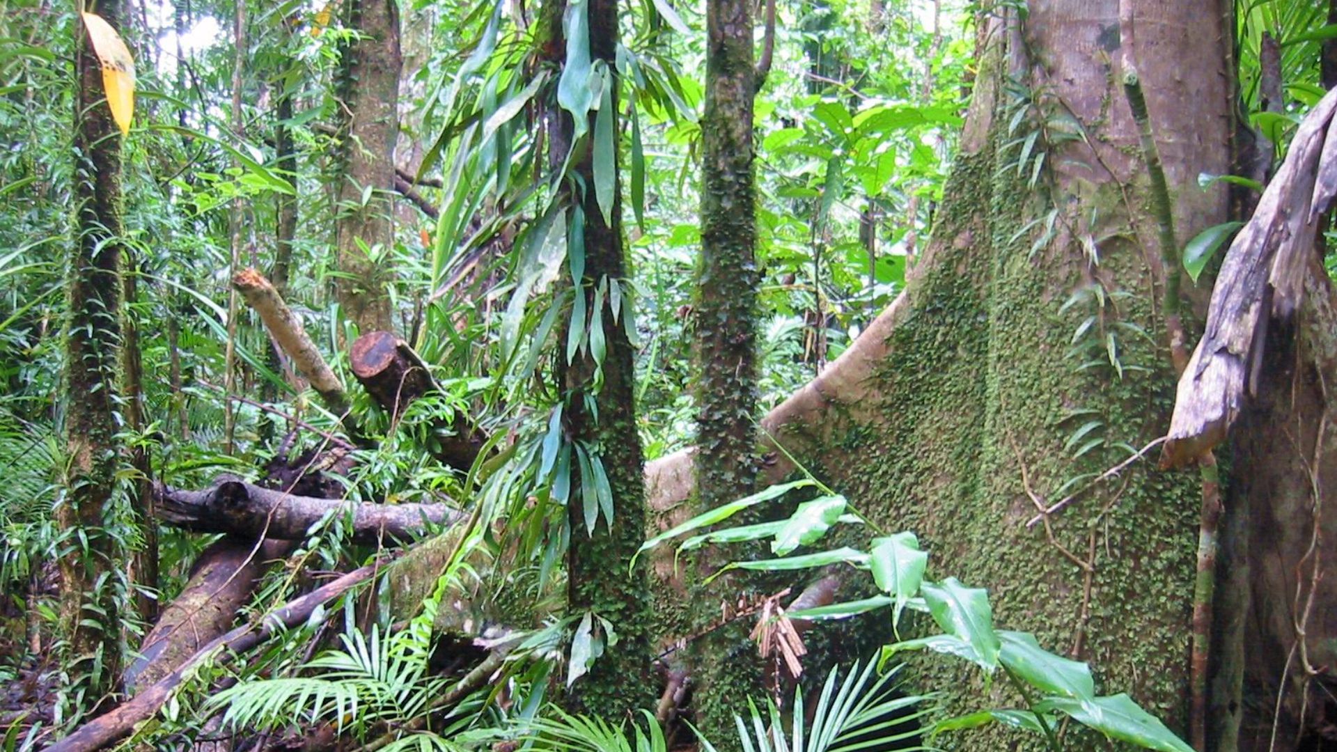 File:Rain Forest Daintree Australia.jpg