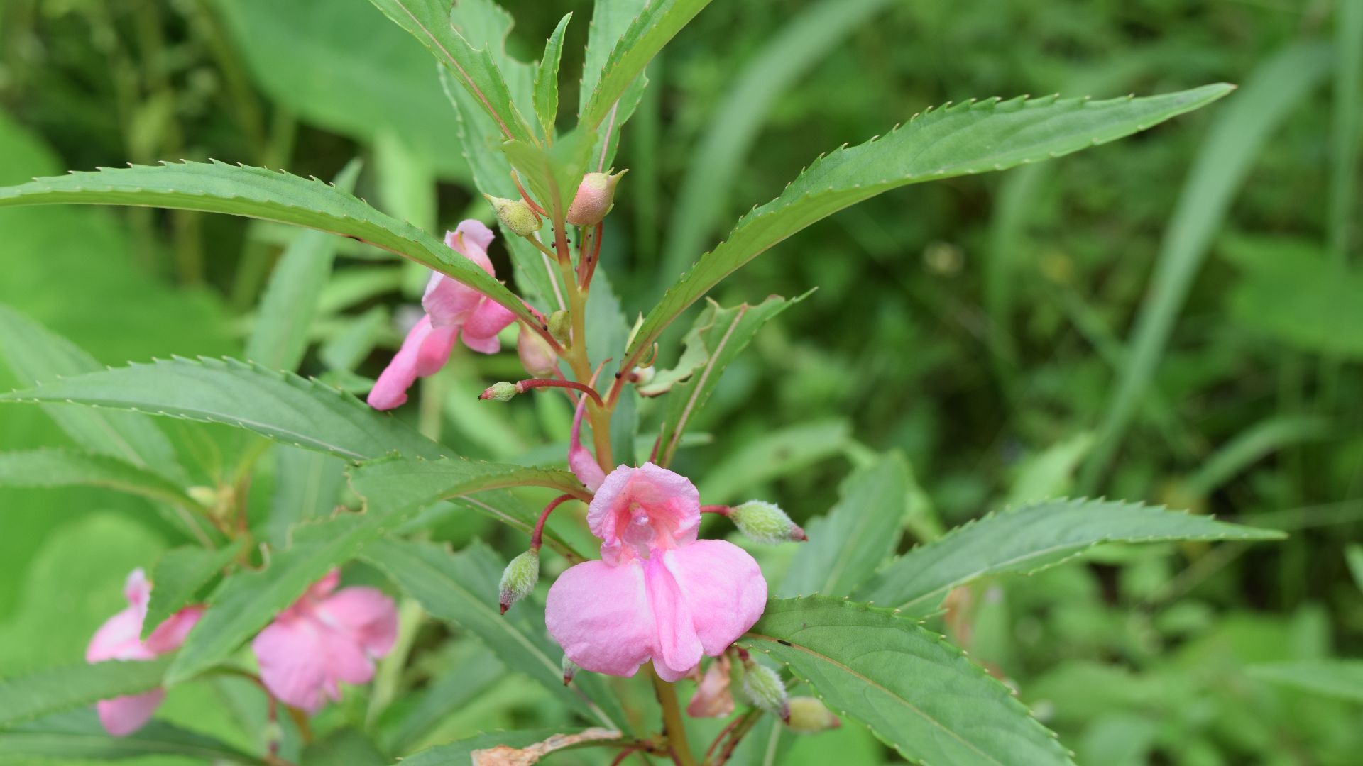 File:Impatiens balsamina DSC 4392.jpg
