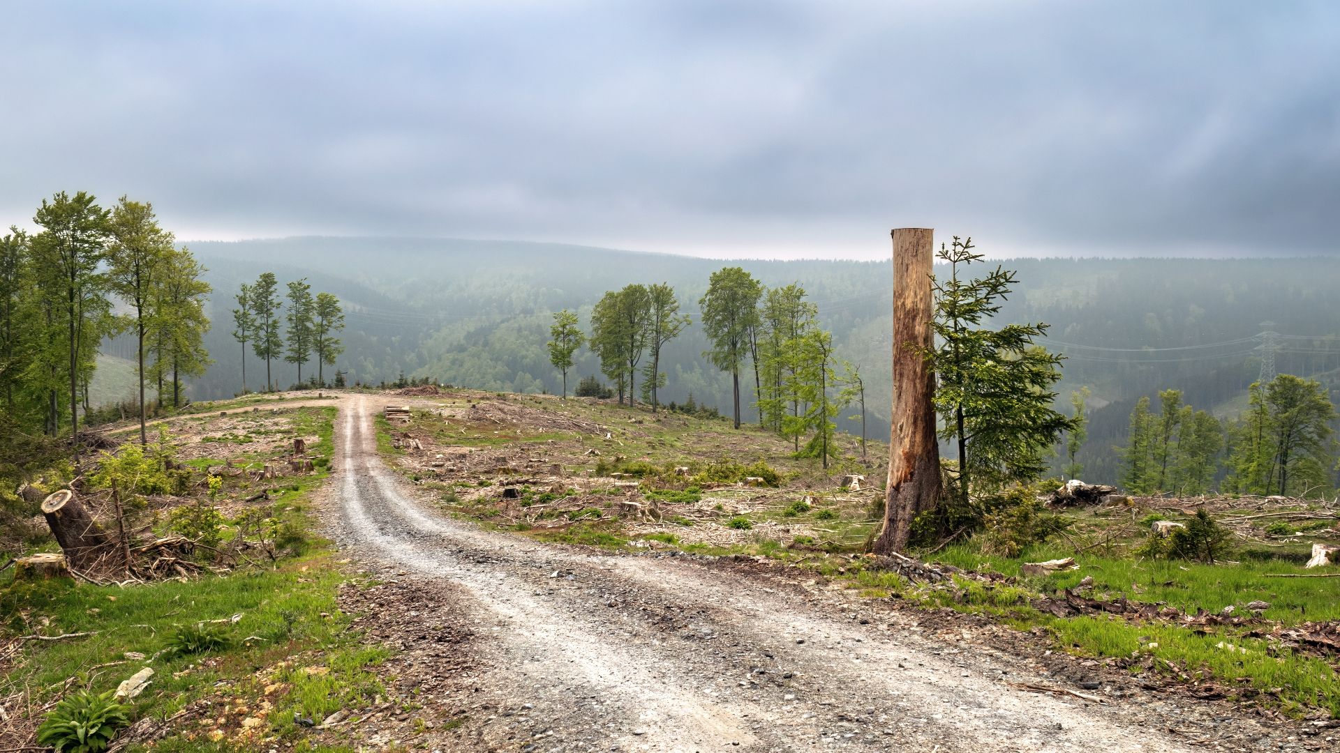 File:Deforested area, Goldisthal, 2023-05-20.jpg