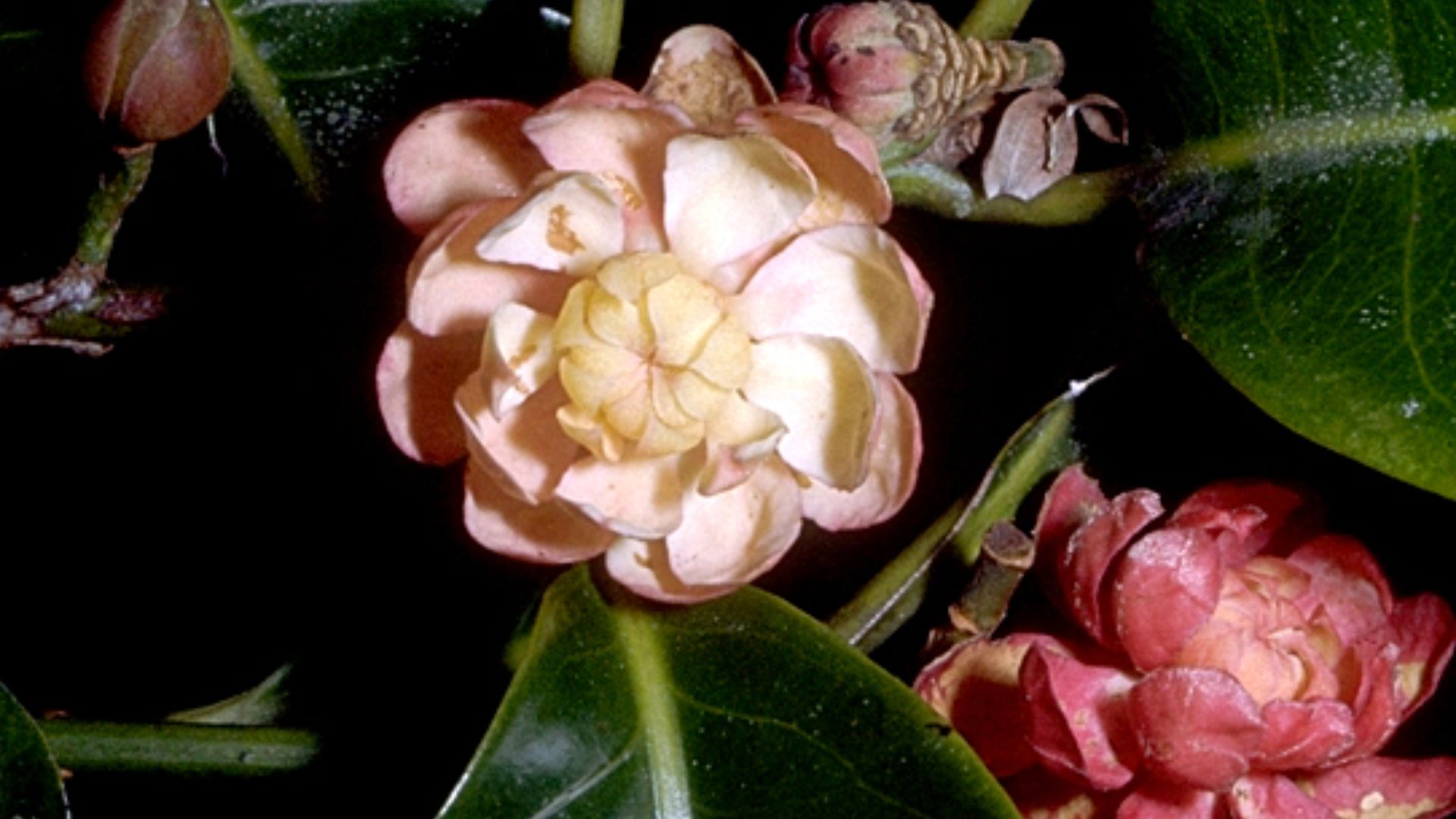 File:CSIRO ScienceImage 1104 Idiospermum australiense.jpg