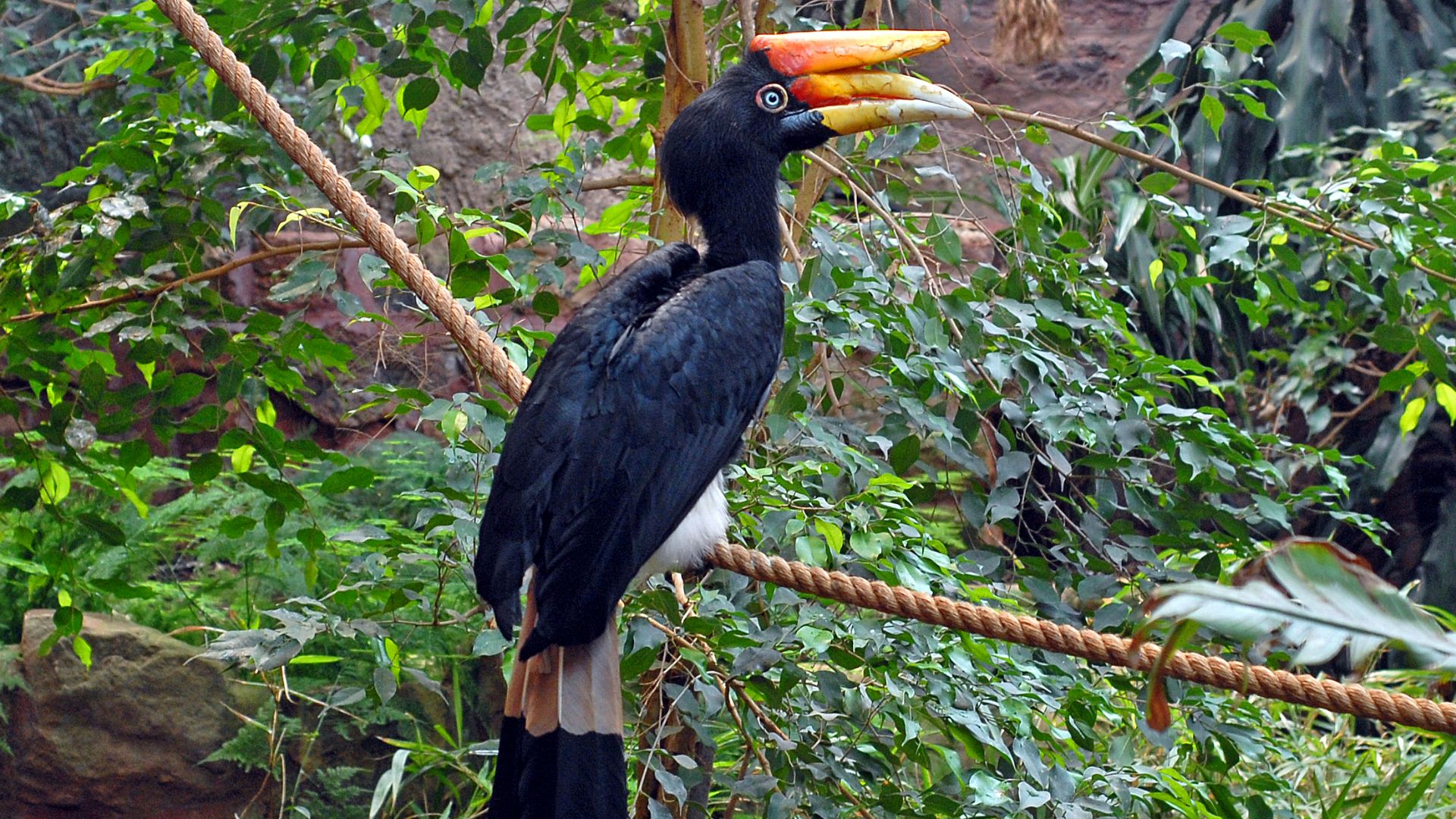 File:Buceros rhinoceros -Chester Zoo-8a.jpg