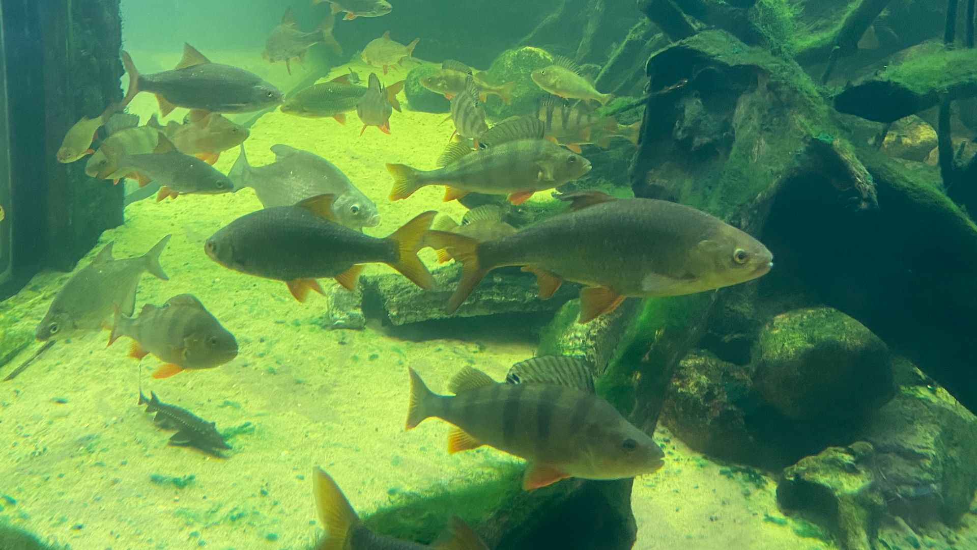 File:Common Nordic freshwater fish at Universeum, Gothenburg, Sweden.jpg