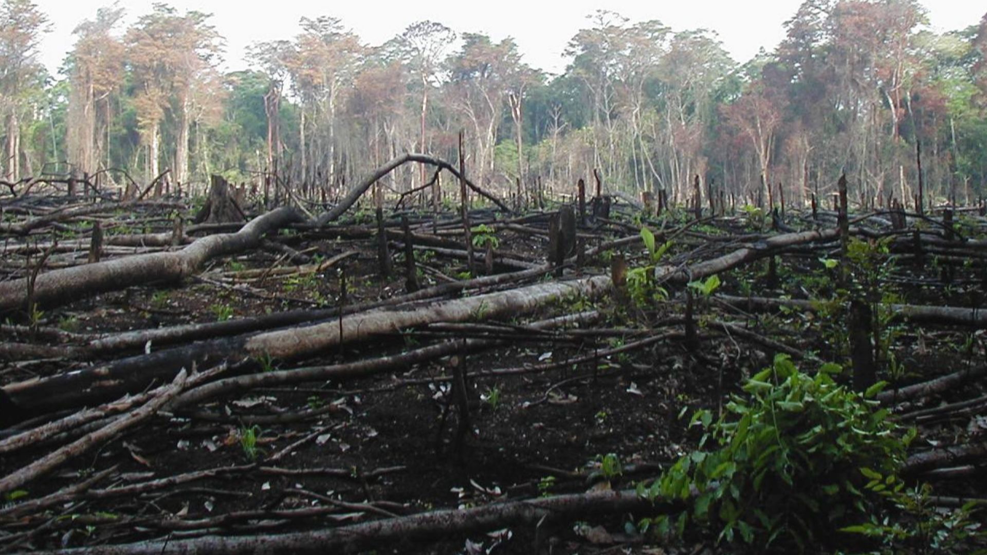 File:Lacanja burn crop.JPG