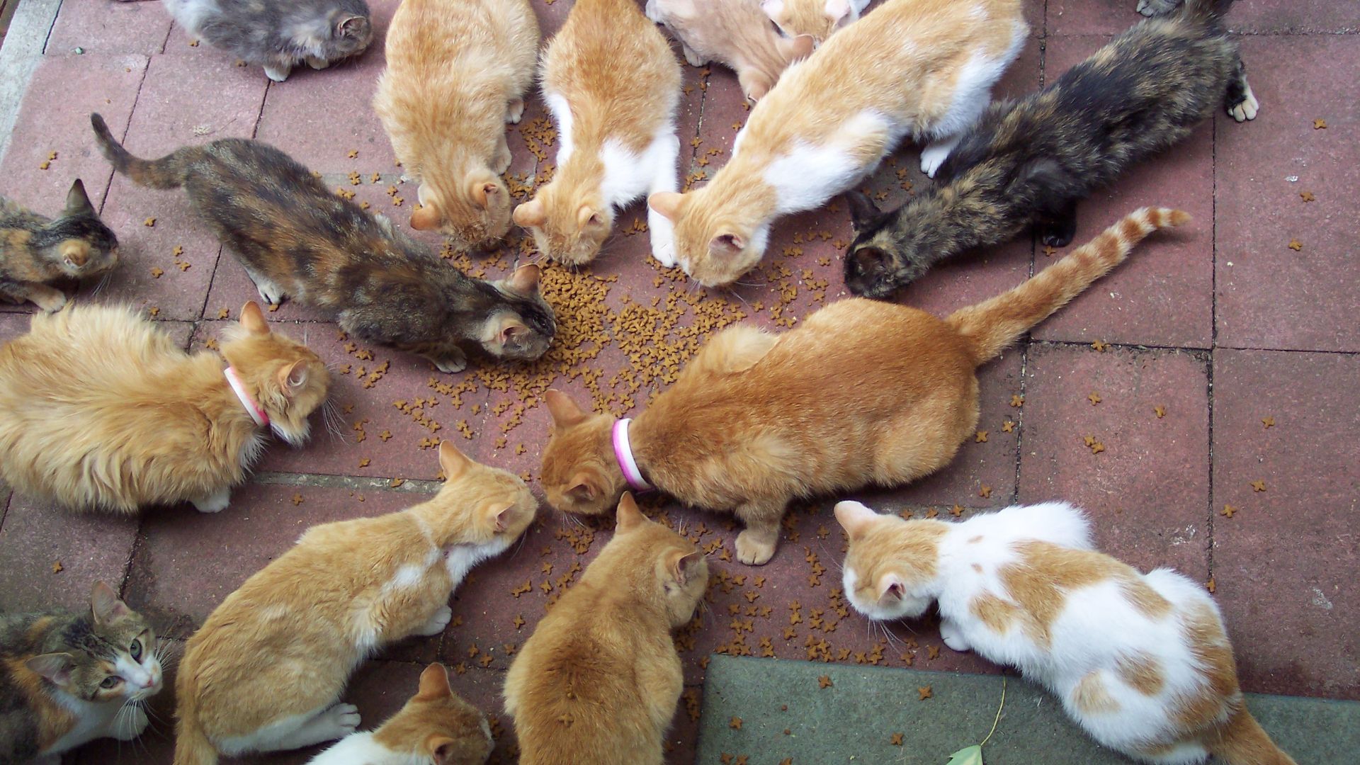 File:Rsgranne - Cats cats cats! (Arrow Rock, Missouri, 20050703) 03 (by-sa).jpg