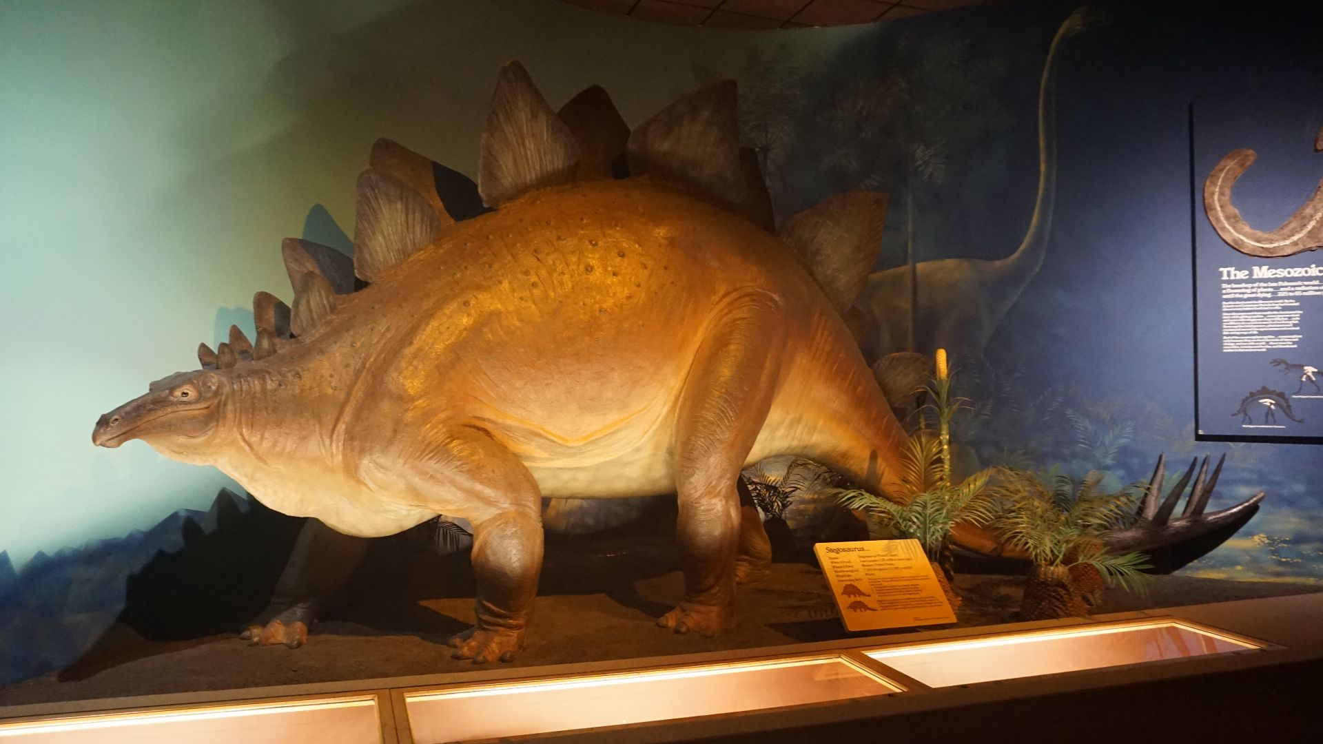 File:Milwaukee Public Museum May 2023 14 (Third Planet--Stegosaurus).jpg