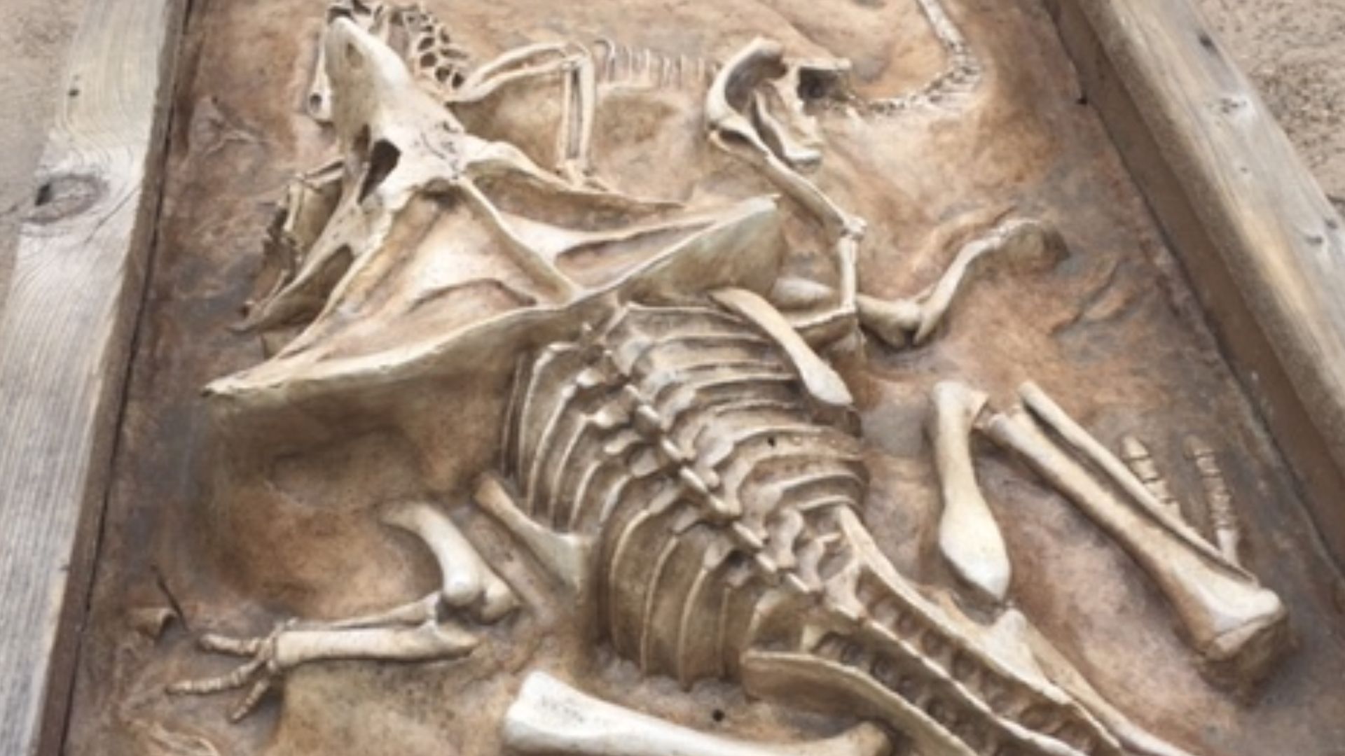 File:Replica of Velociraptor-Protoceratops duel at Discovery Science Center.jpg