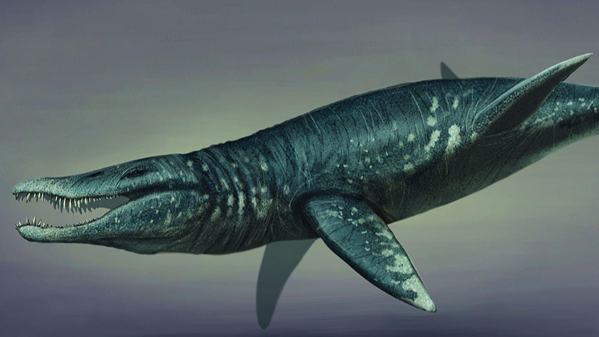 File:Pliosaurus restoration 2019.jpg